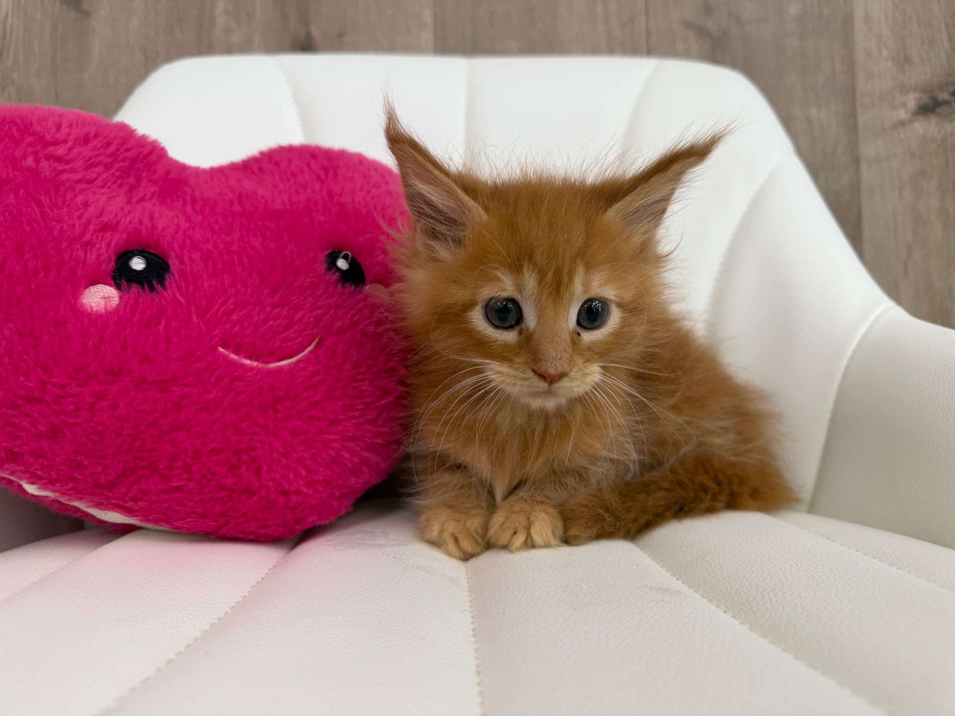 Main Coon Kitten for sale connecticut