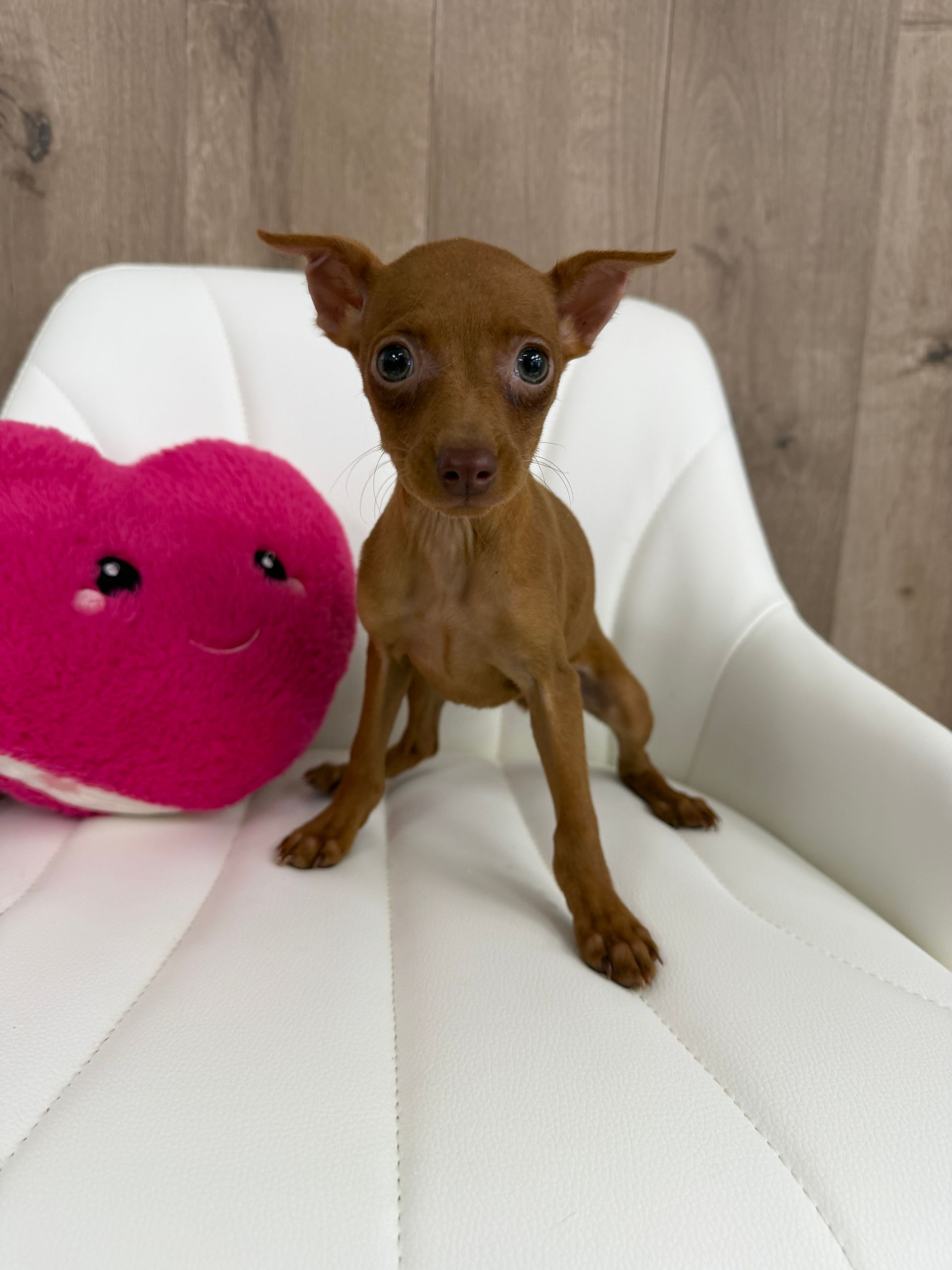 Miniature Pinscher Puppy