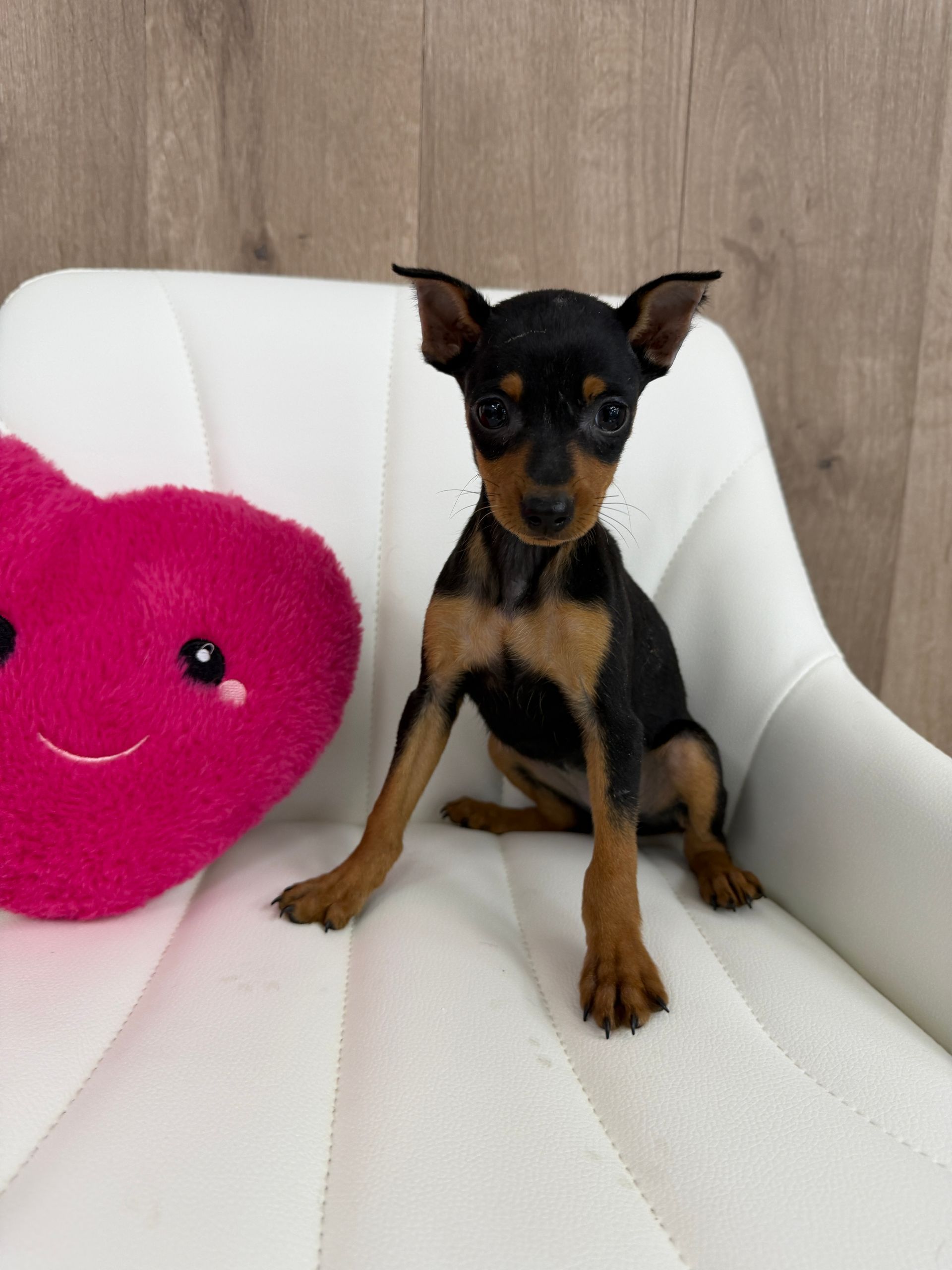 Miniature Pinscher Puppies 