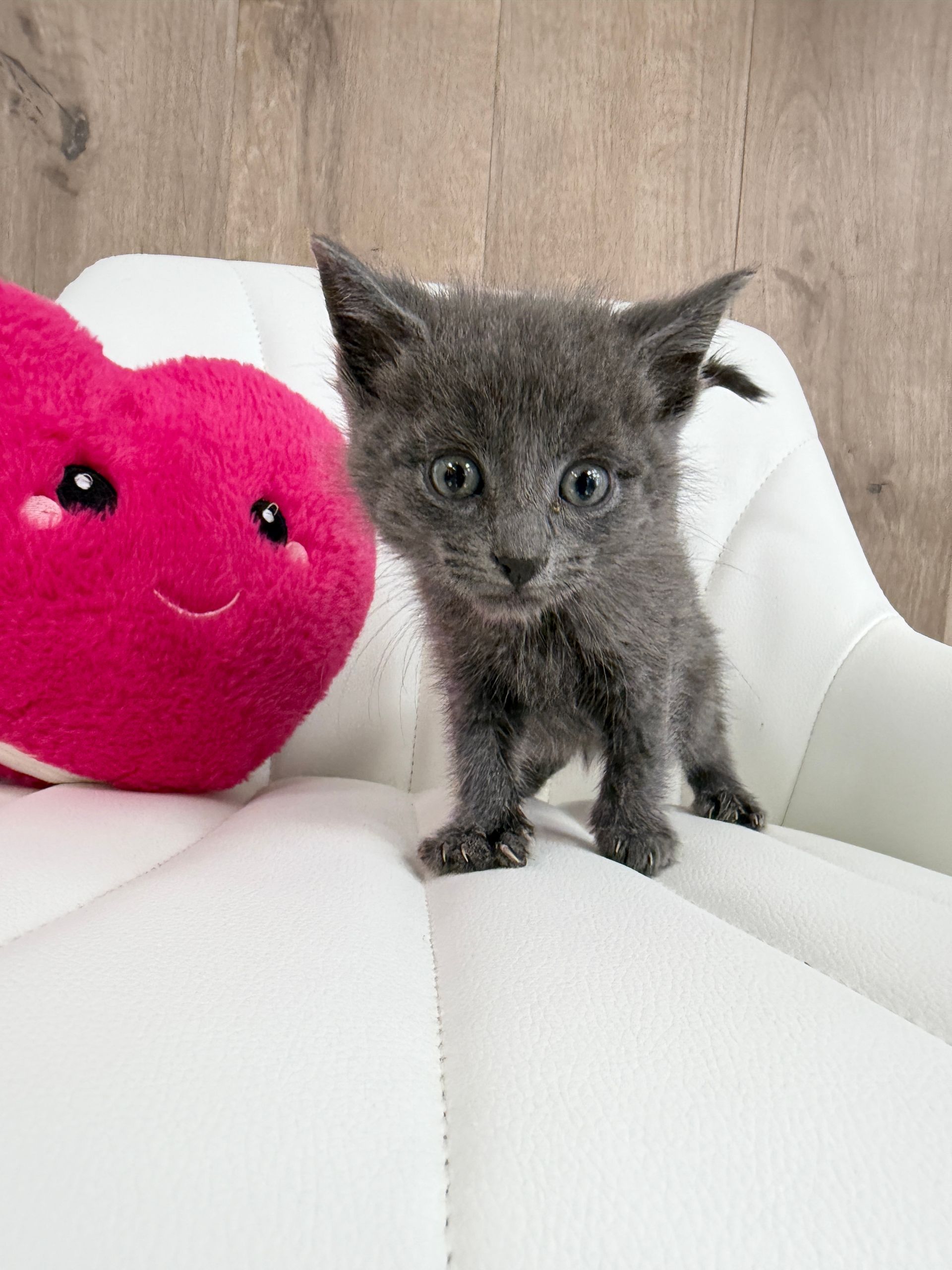 Russian Blue Kitten