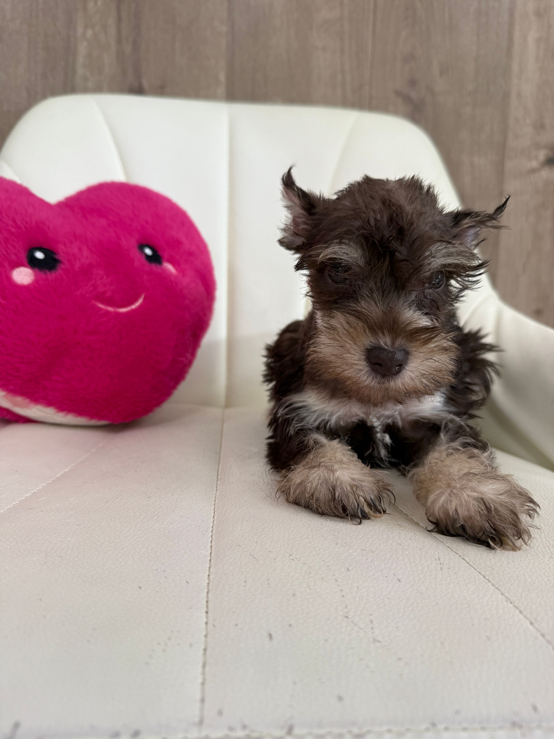Mini Schnauzer Puppies