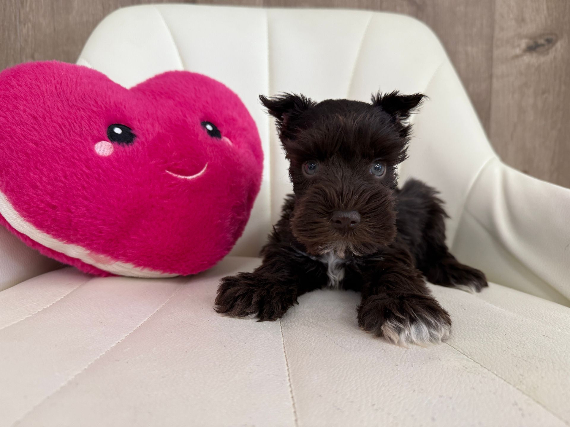 Miniature Schnauzer Puppy