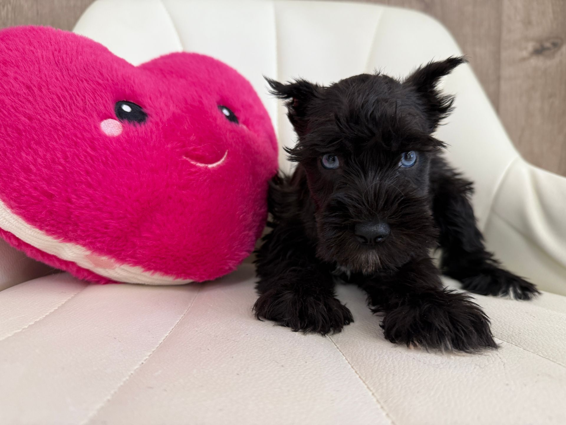 Miniature Schnauzer Puppy