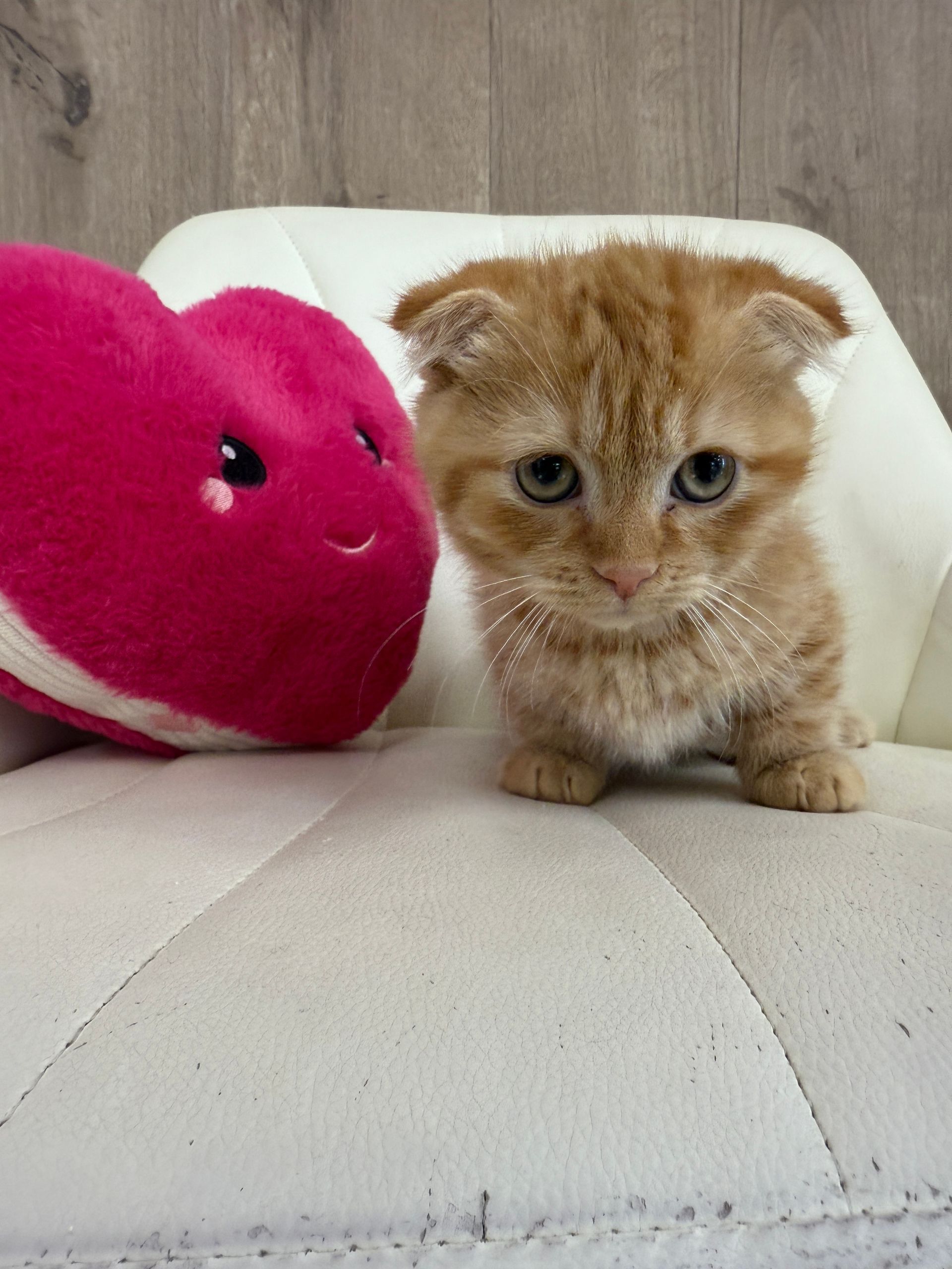 Munchkin Kitten