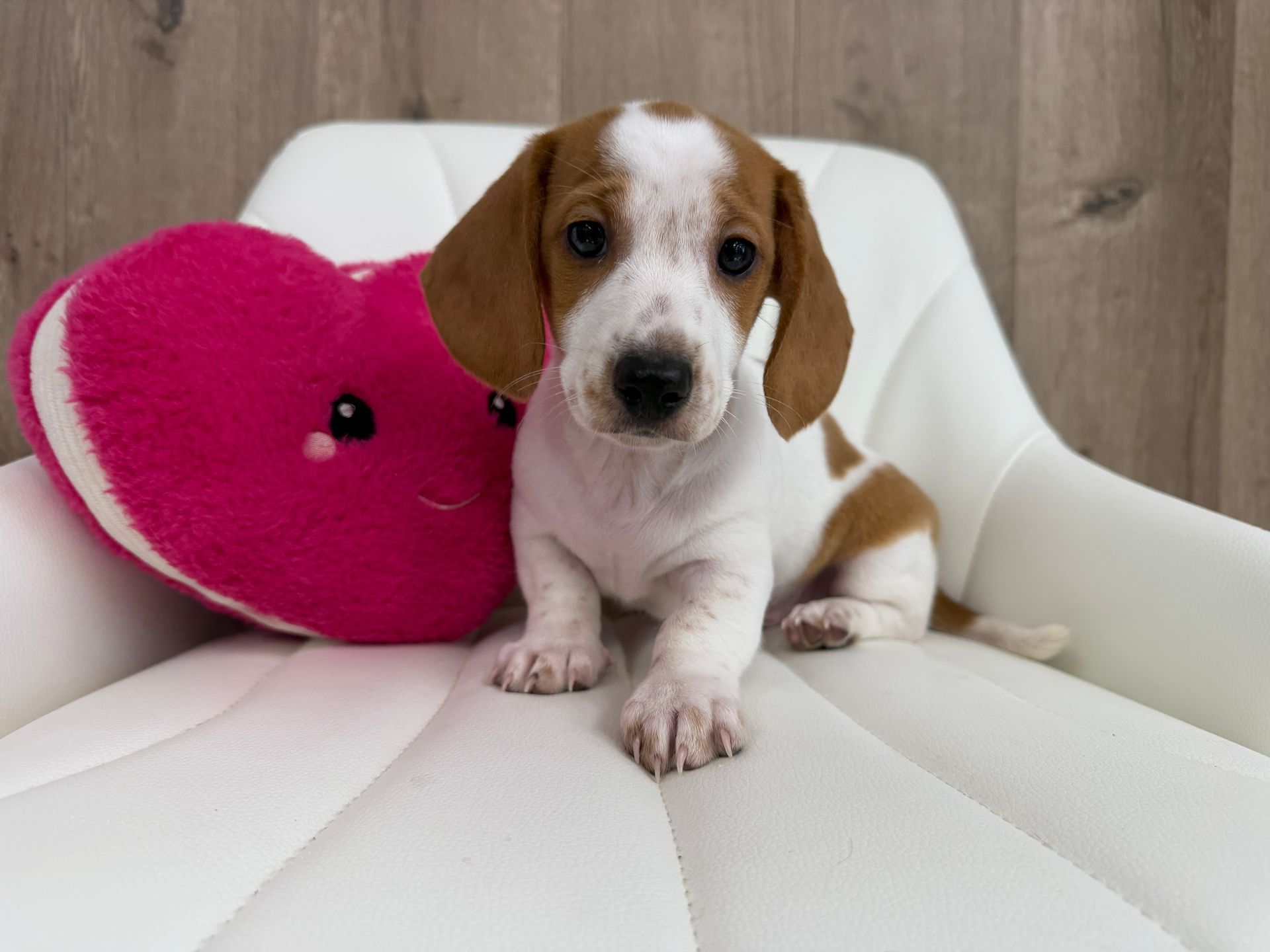 Miniature Dachshund Puppy