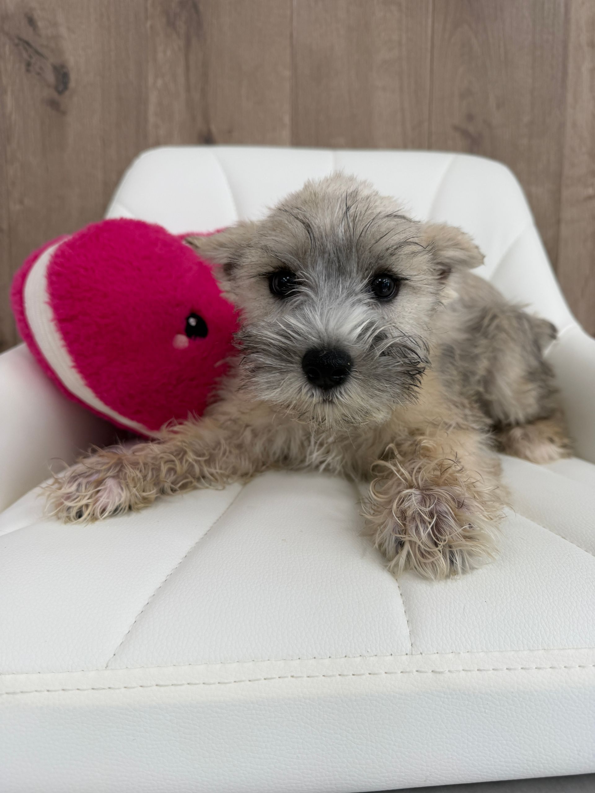 Miniature Schnauzer Puppy