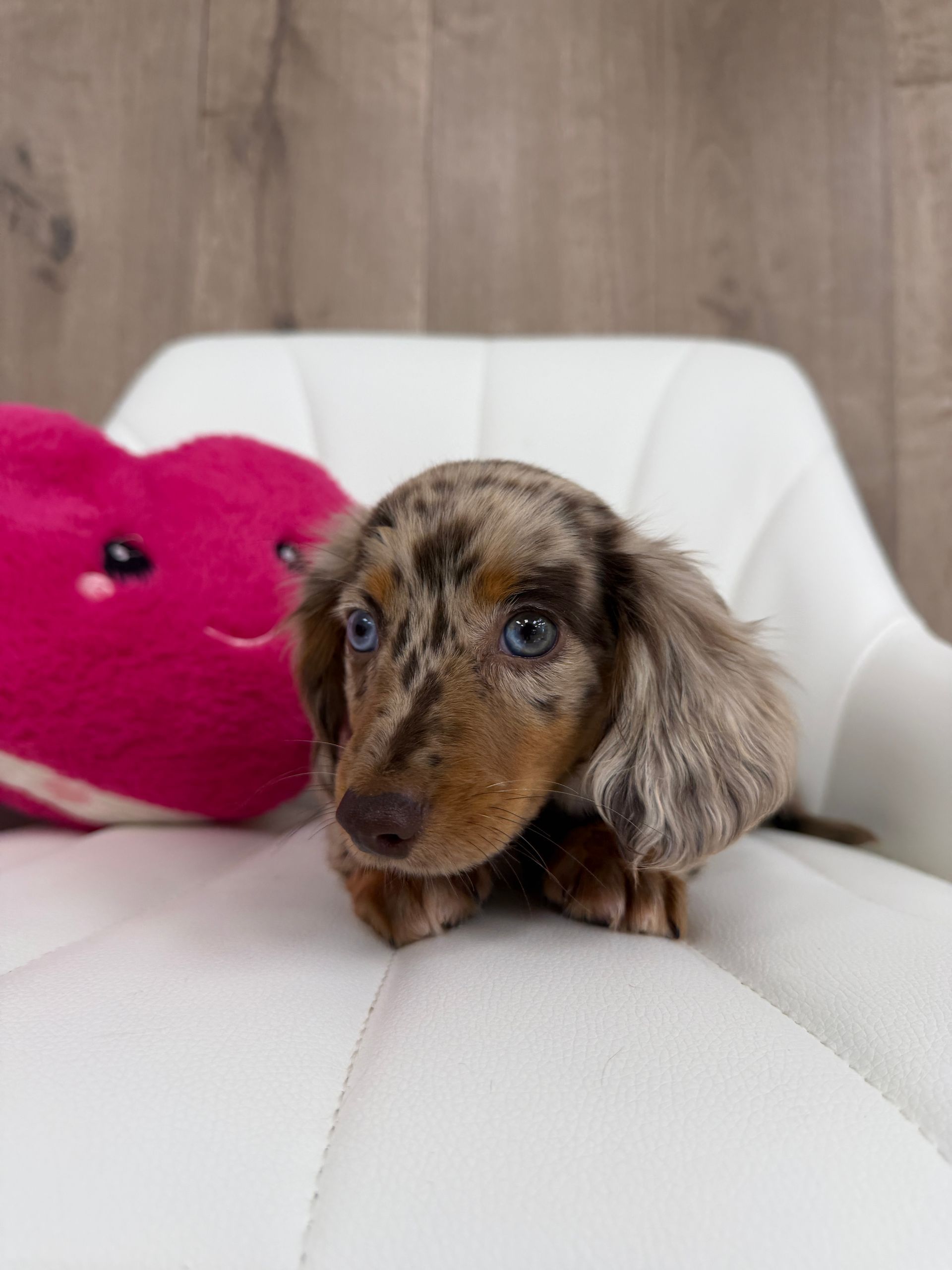 Miniature Dachshund Puppy