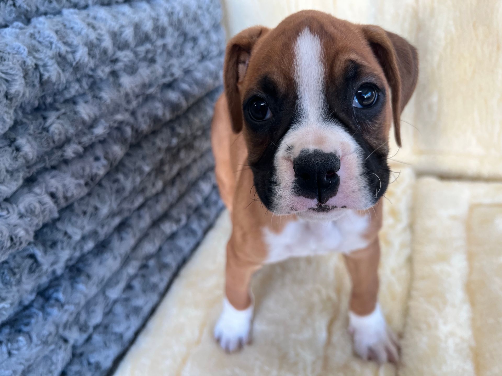 A brown and white boxer puppy is standing on a blanket and looking at the camera.