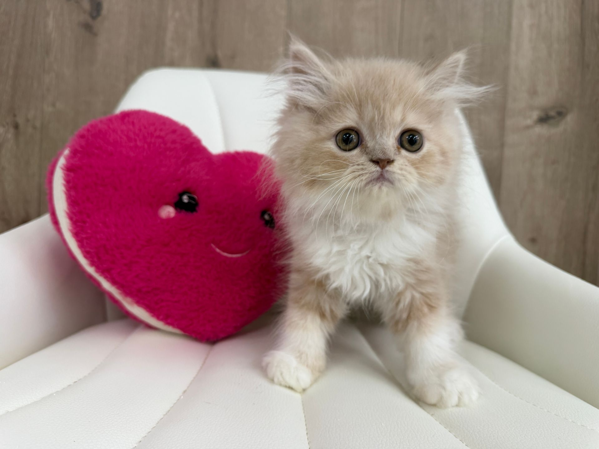 Persian Kitten