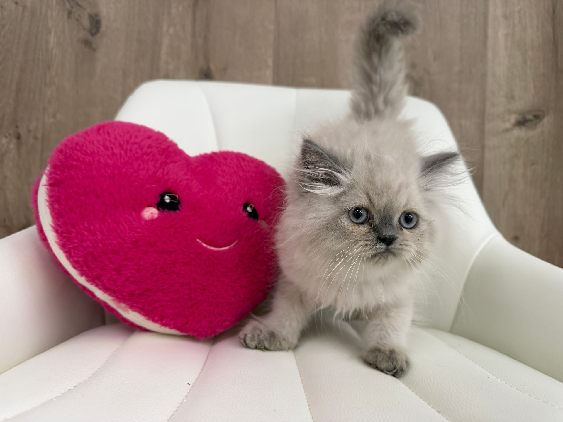 Persian Kitten