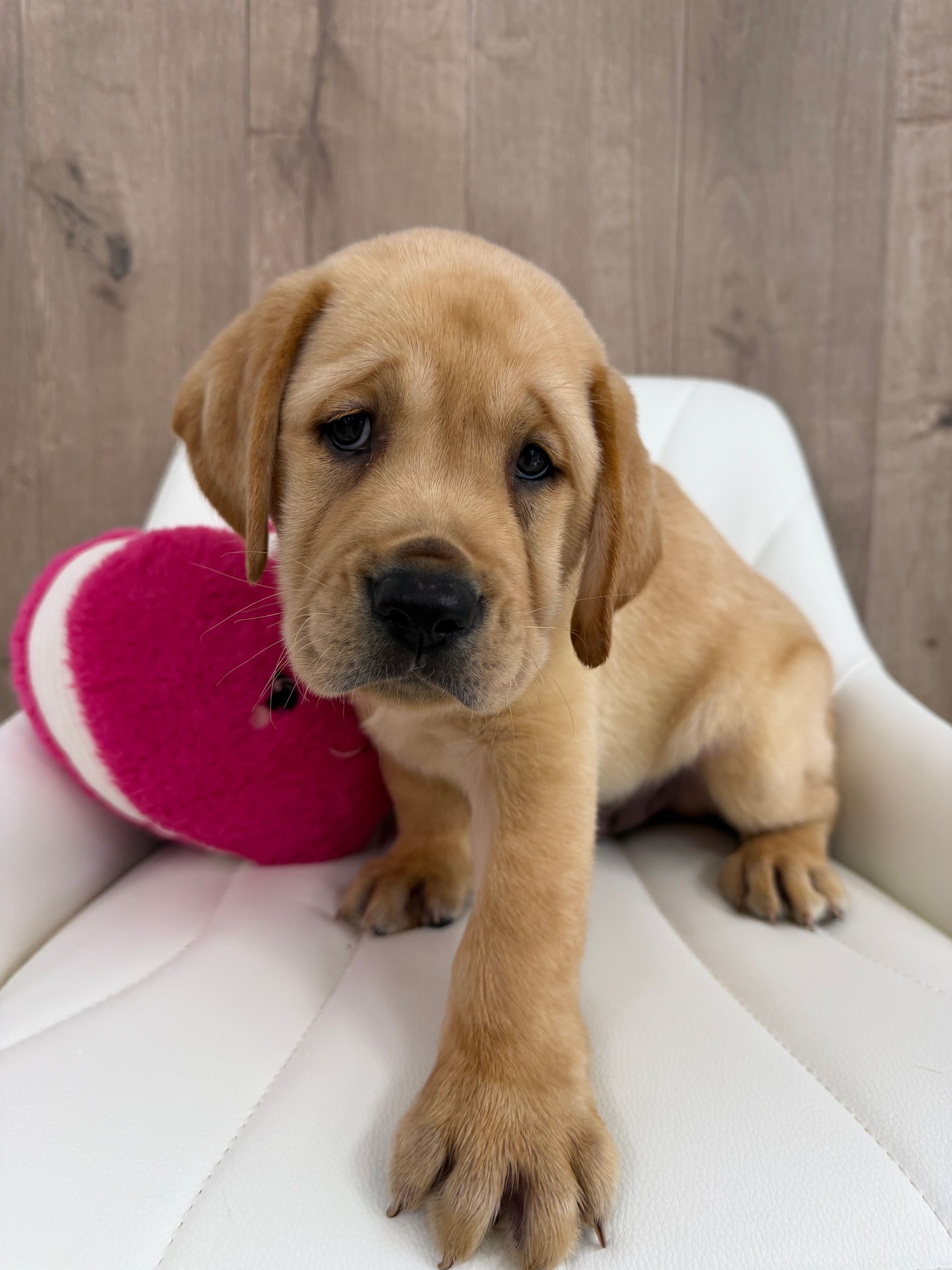 Labrador Retriever Puppy