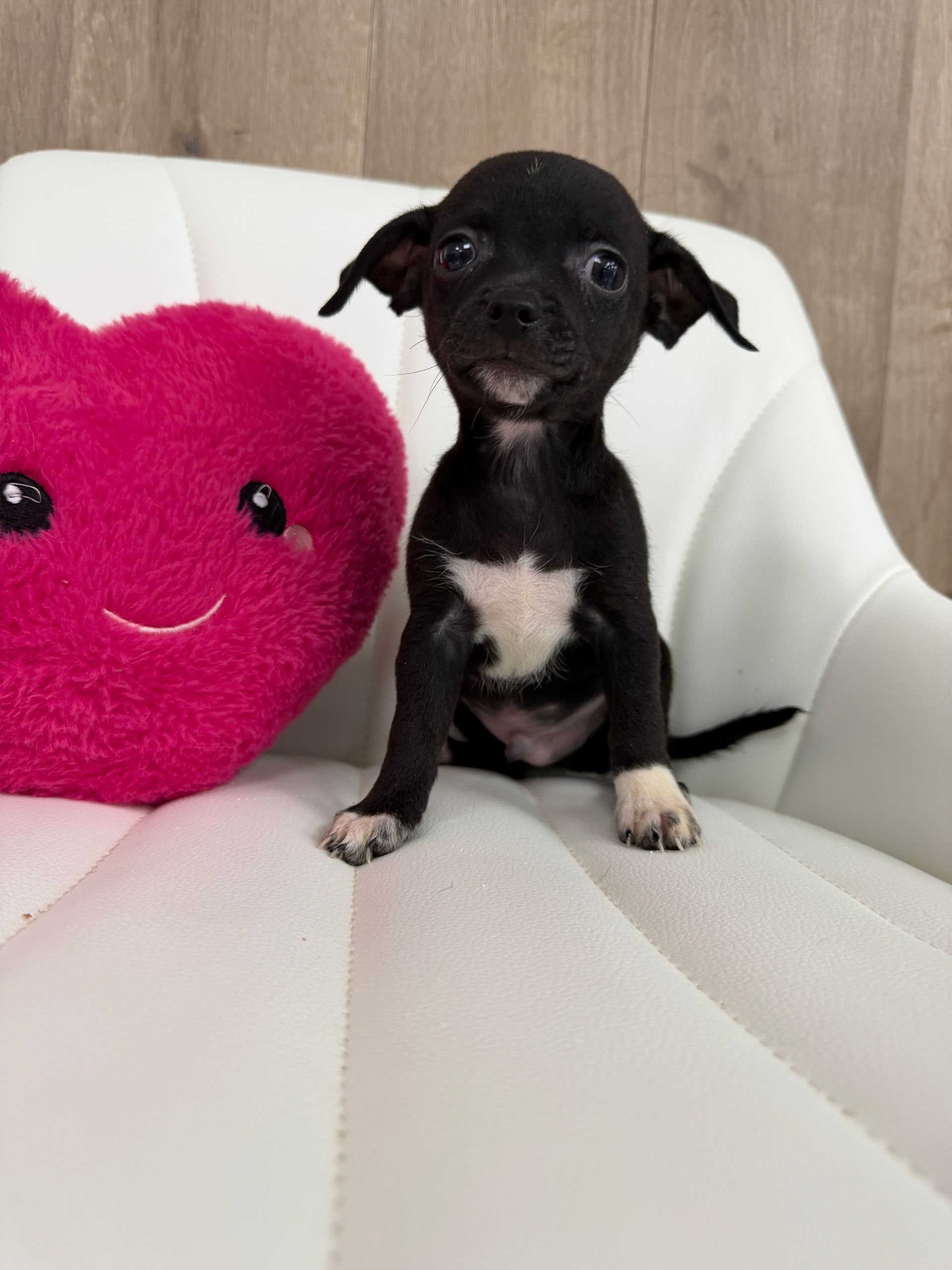 Chihuahua Puppy