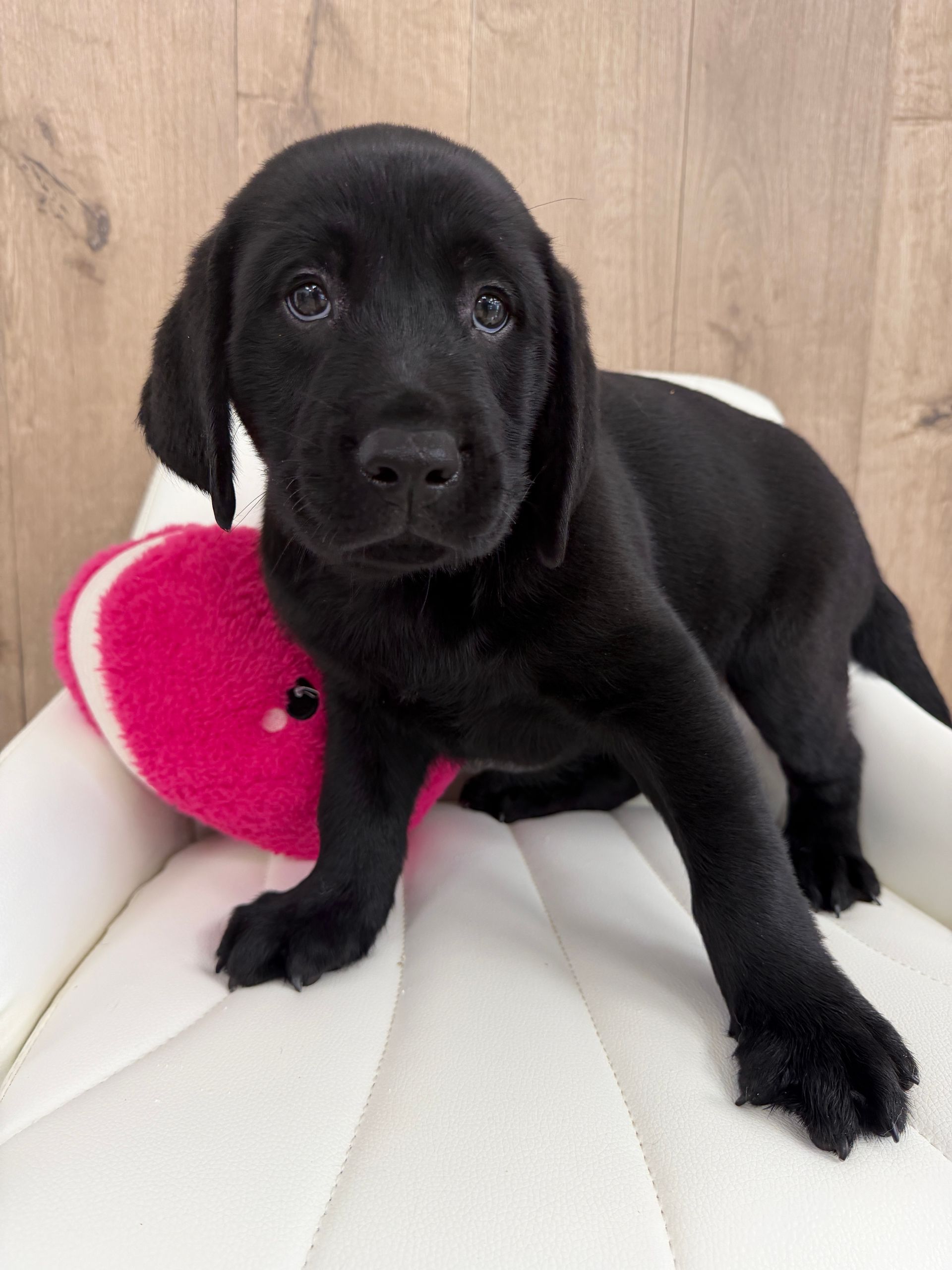 Labrador Retriever Puppy