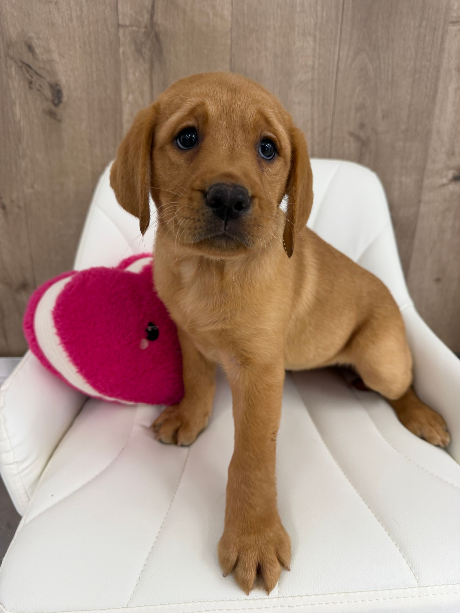 Labrador Retriever Puppy