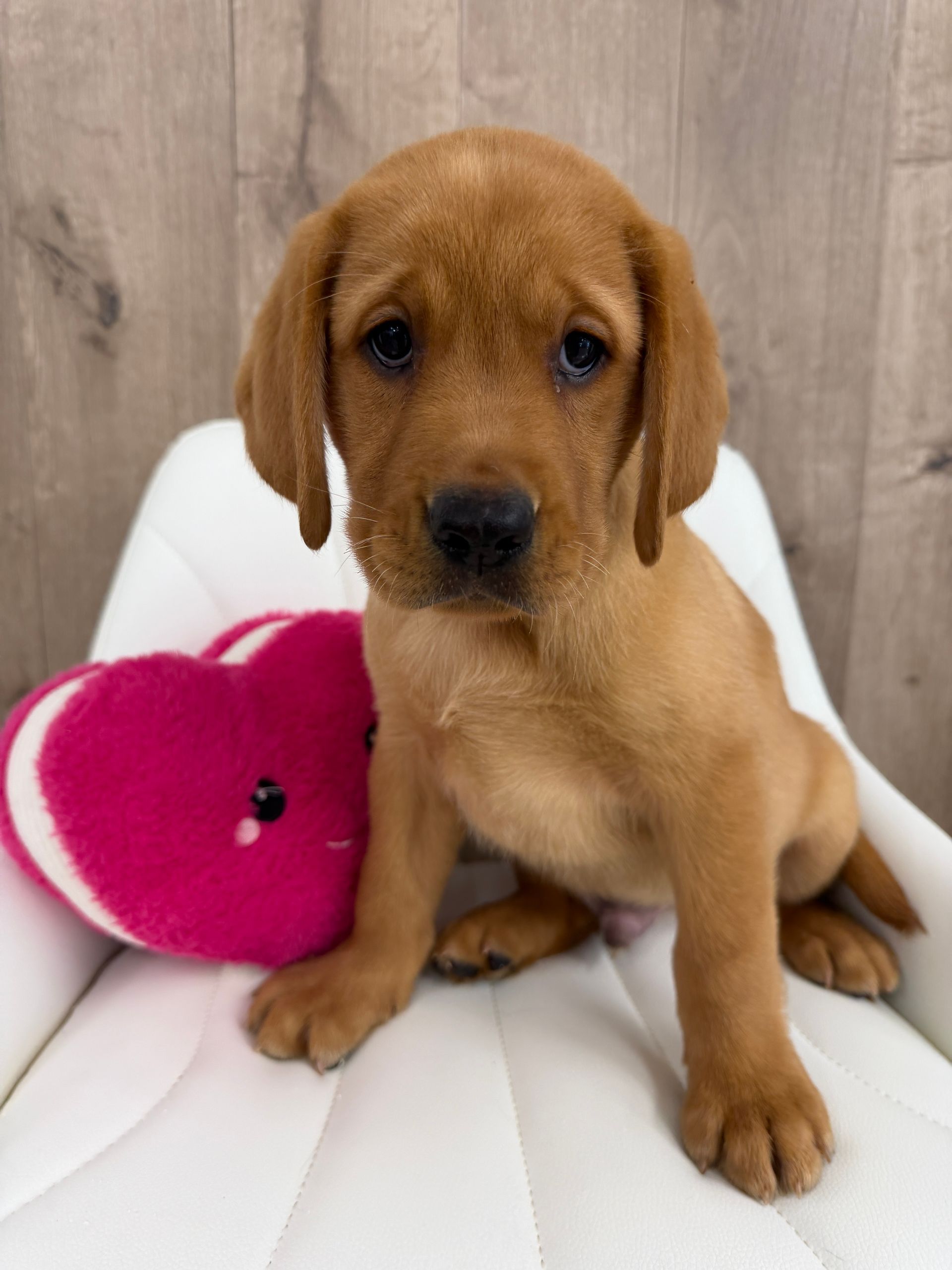 Labrador Retriever Puppy