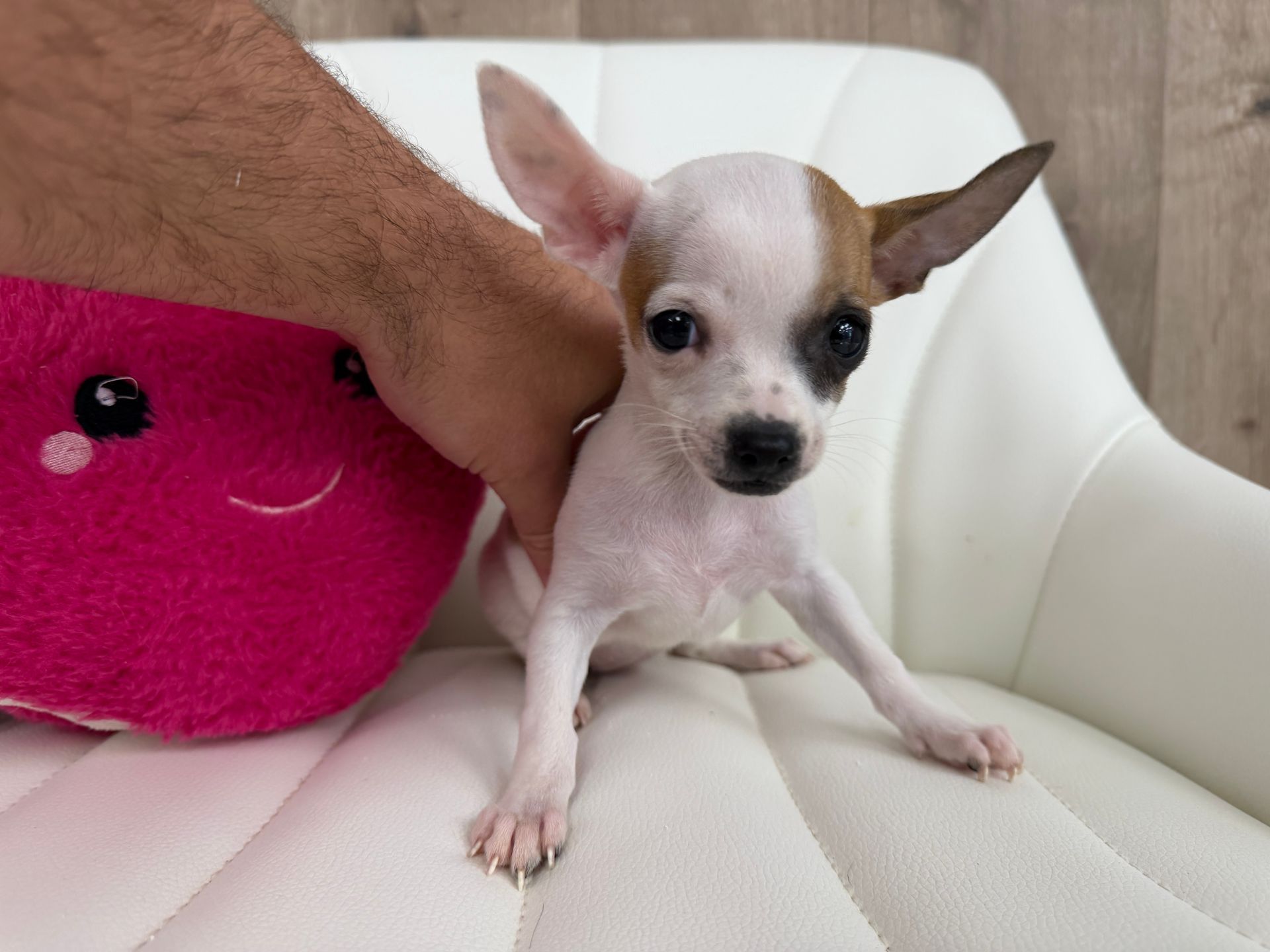 Chihuahua Puppy