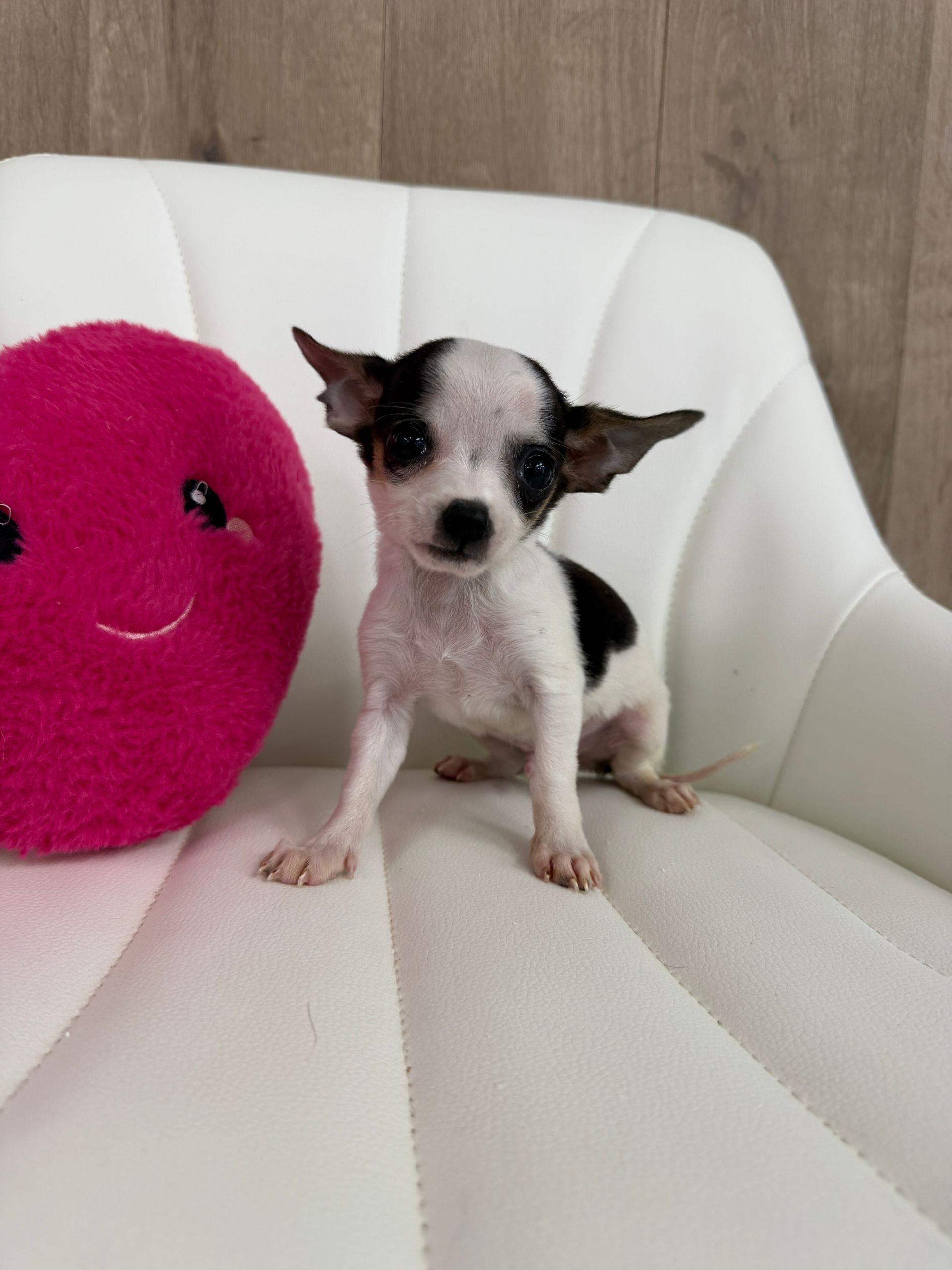 Chihuahua Puppy
