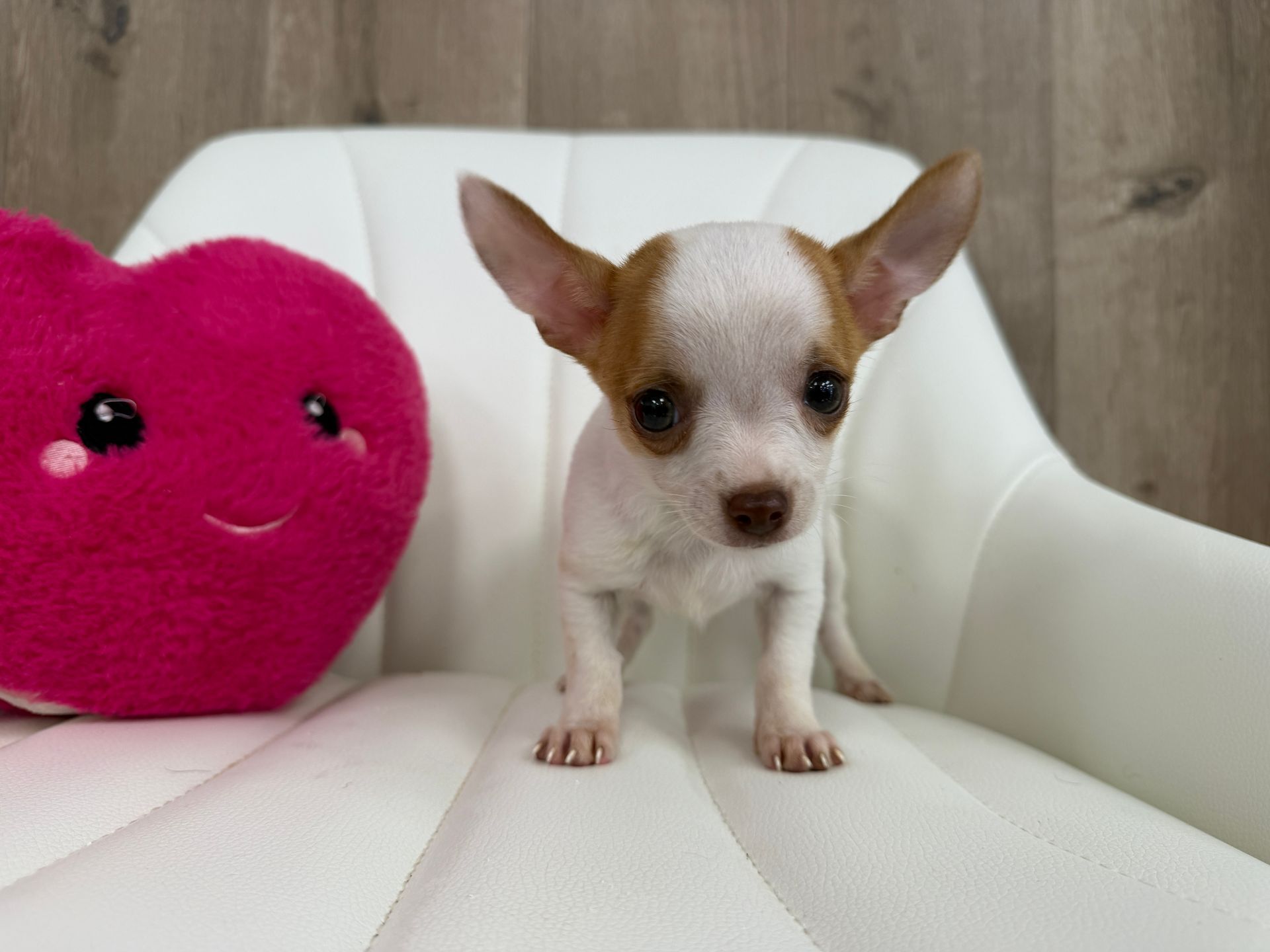 Chihuahua Puppy