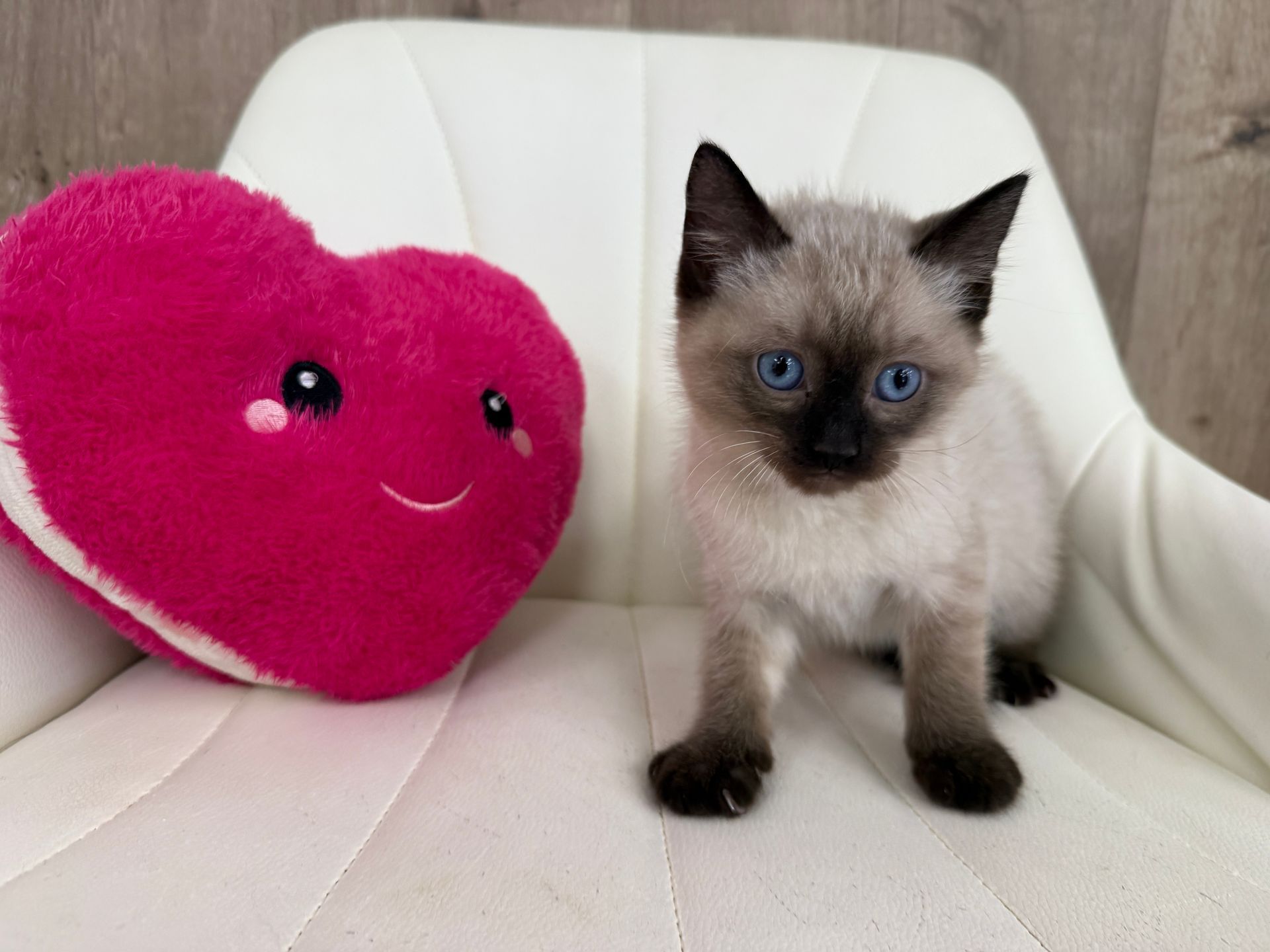 Siamese Kitten