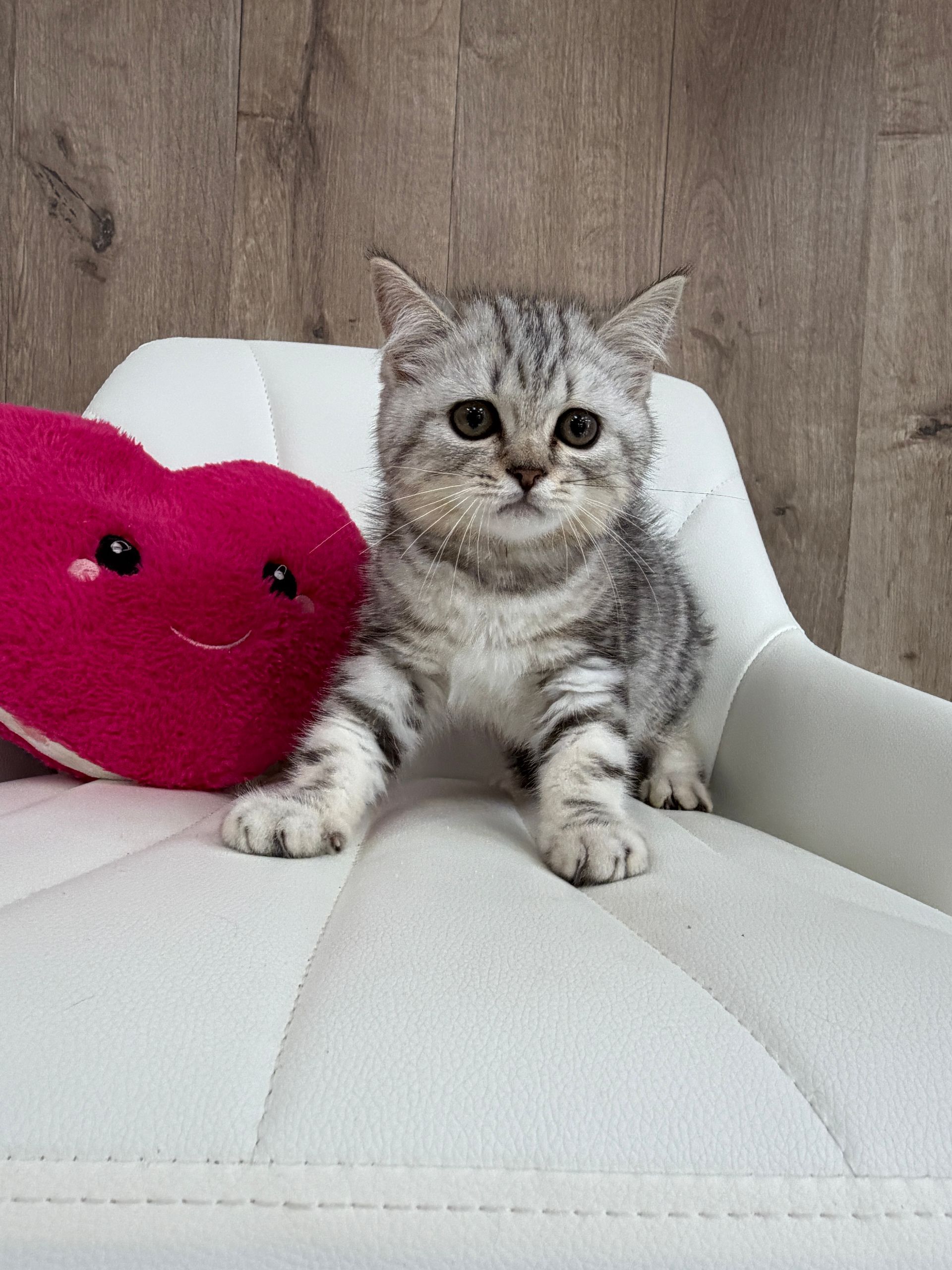 British Shorthair Kitten