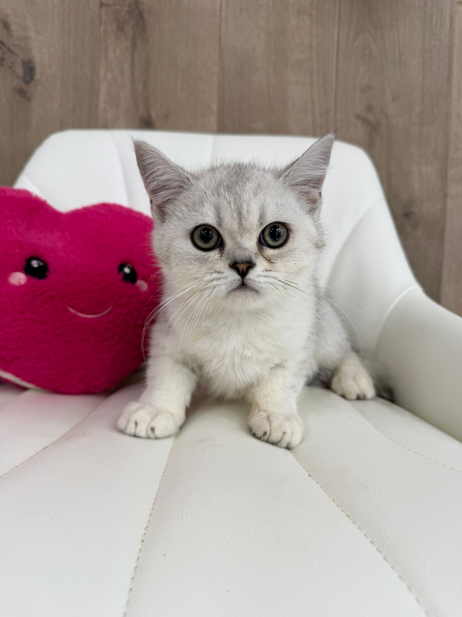 British Shorthair Kitten