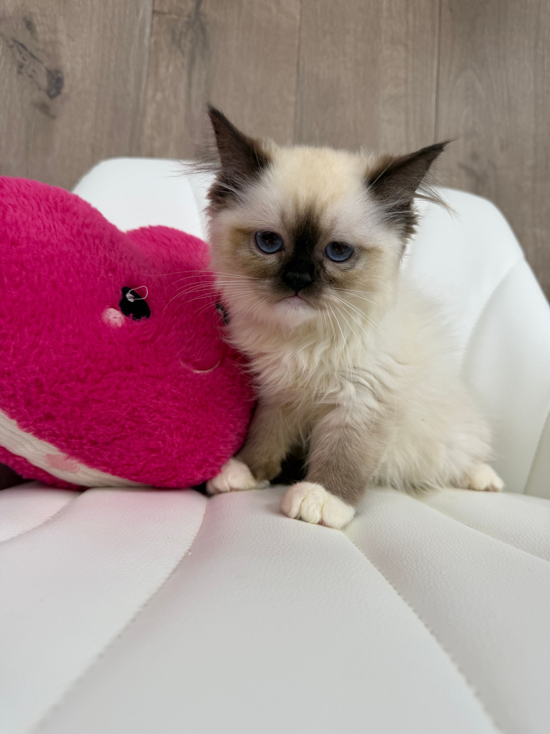 Ragdoll Kitten