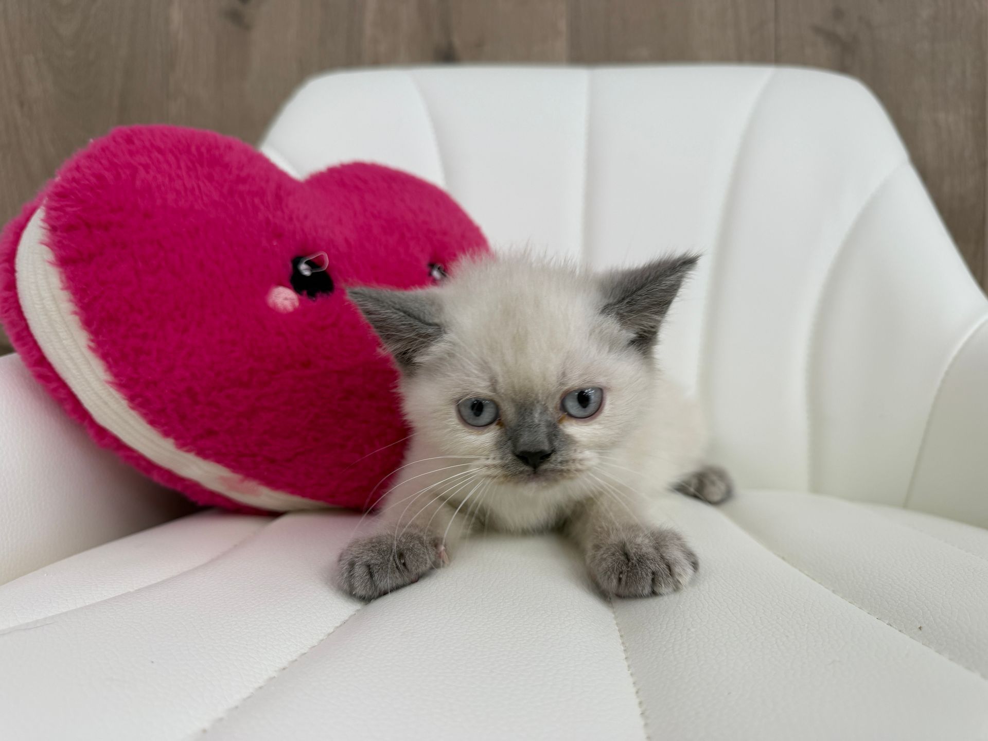 British Shorthair Kitten