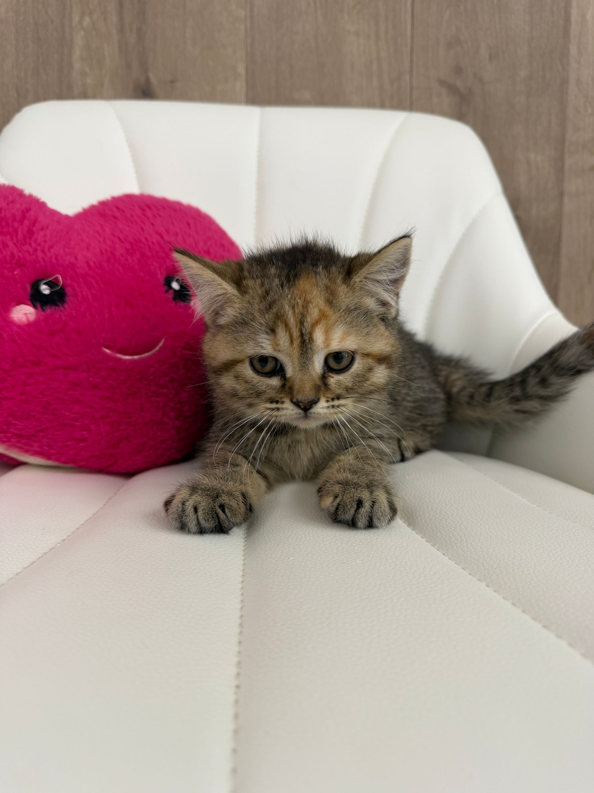 British Shorthair Kitten
