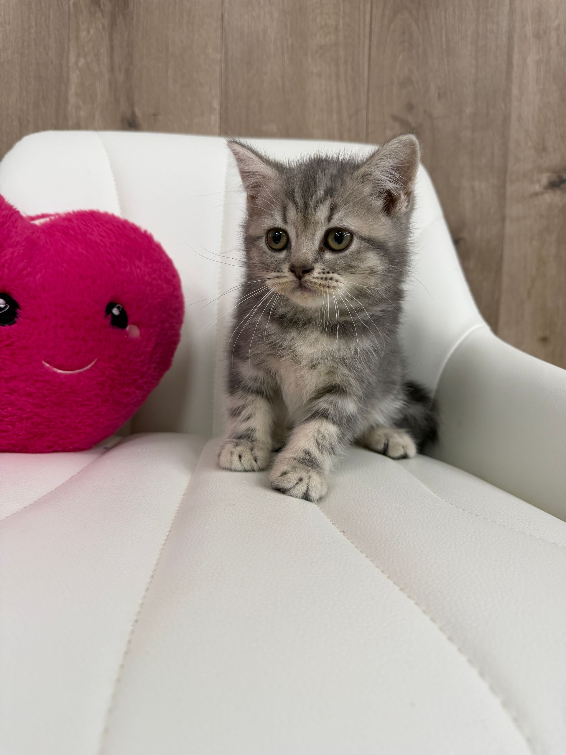 British Shorthair Kitten