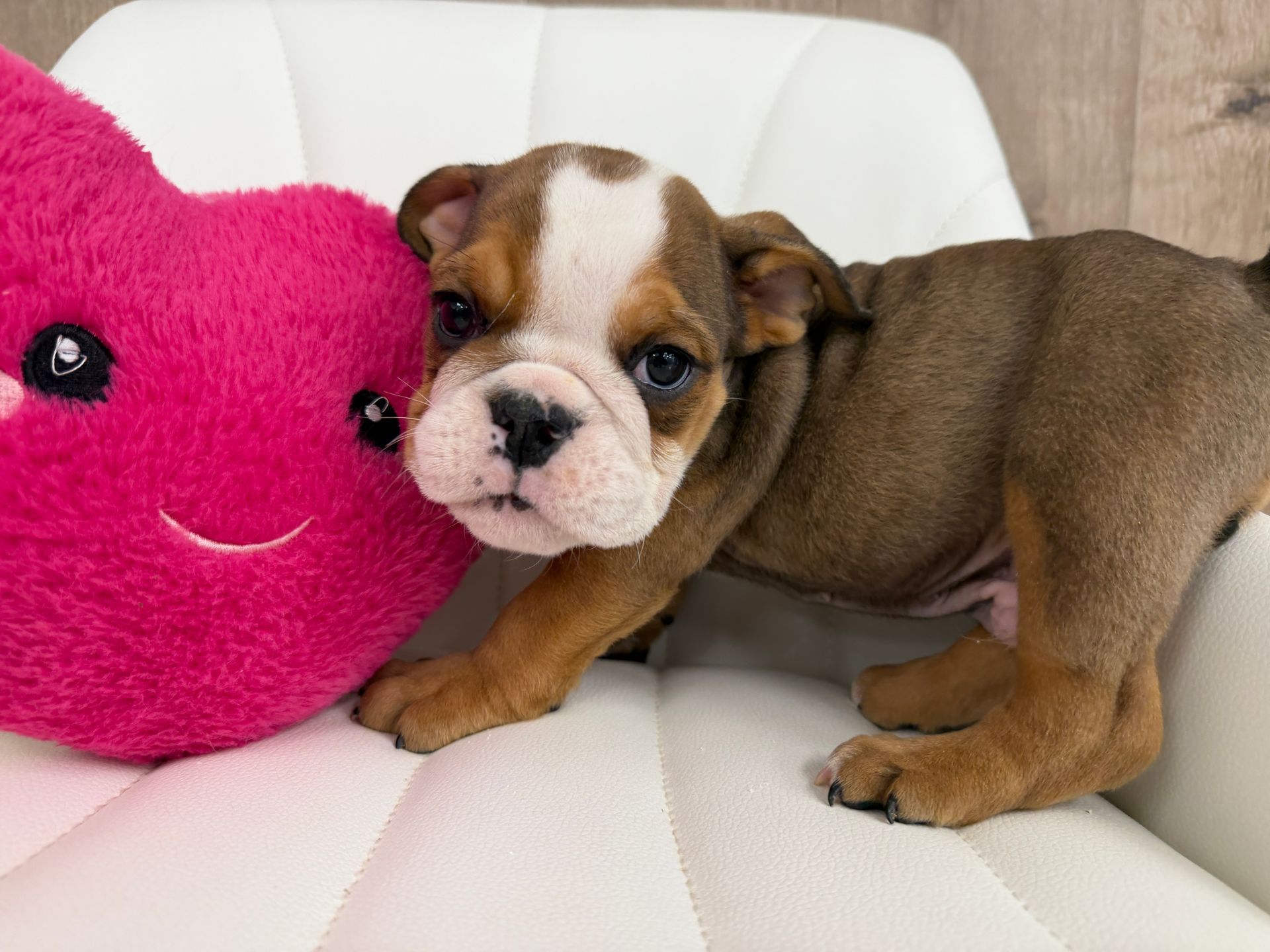 Mini Bulldog Puppy