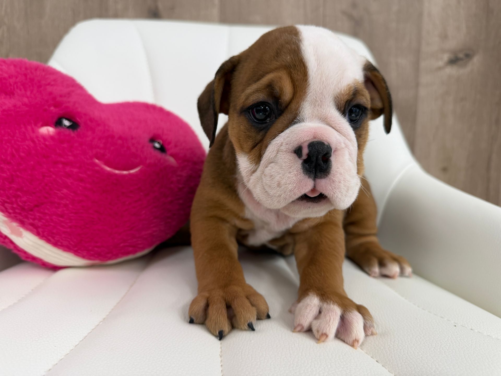 Mini Bulldog Puppy