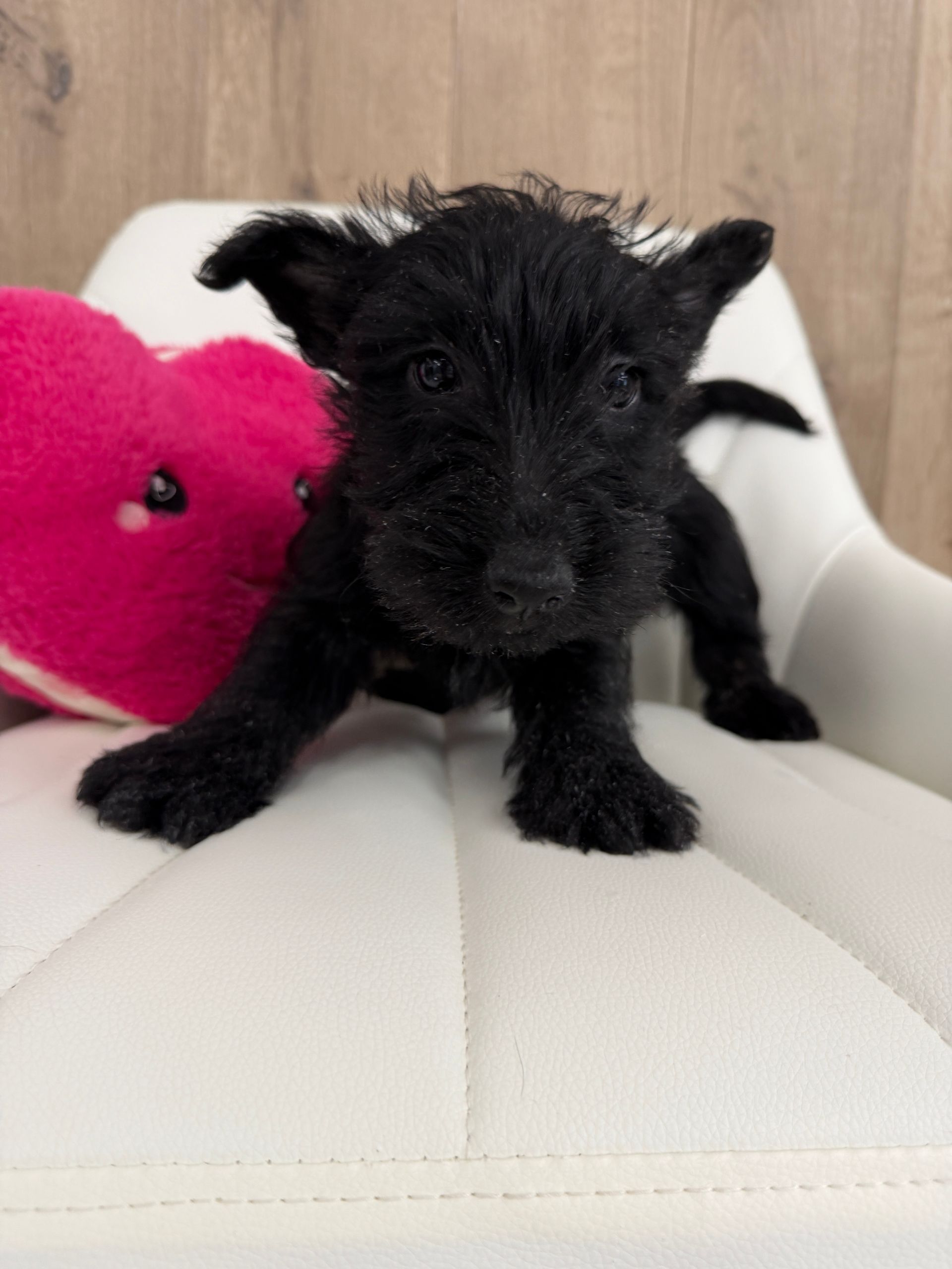 Scottish Terrier Puppy