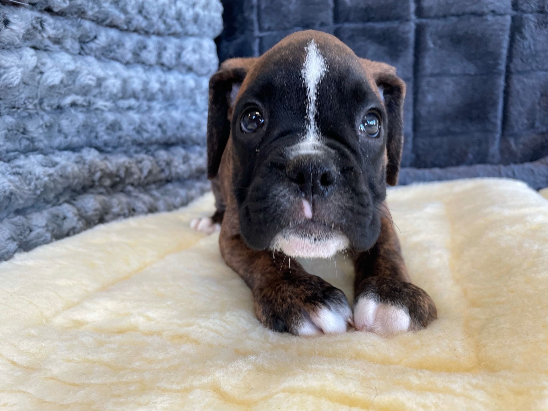 A brown and white boxer puppy is laying on a blanket.