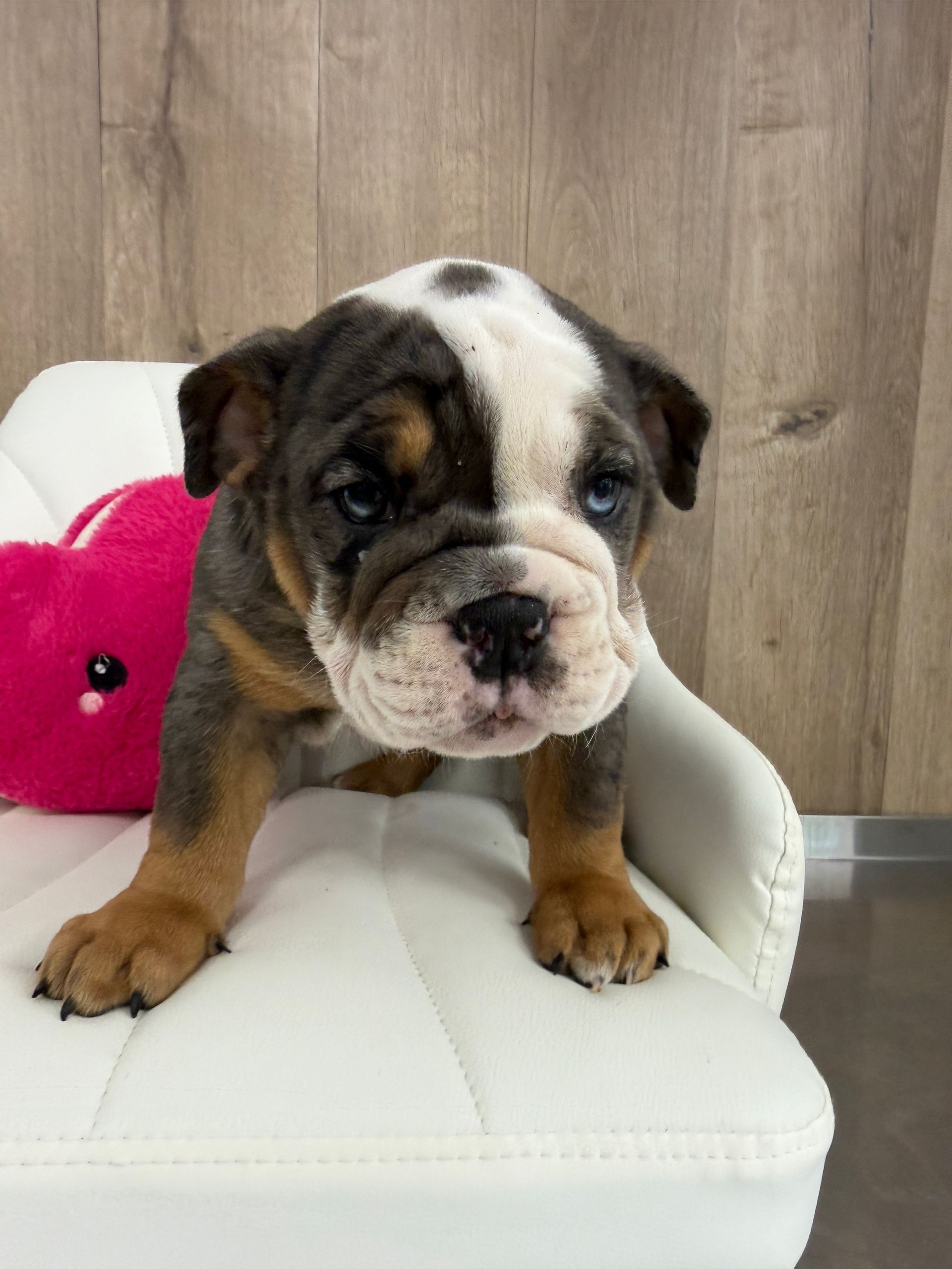Mini Bulldog Puppy