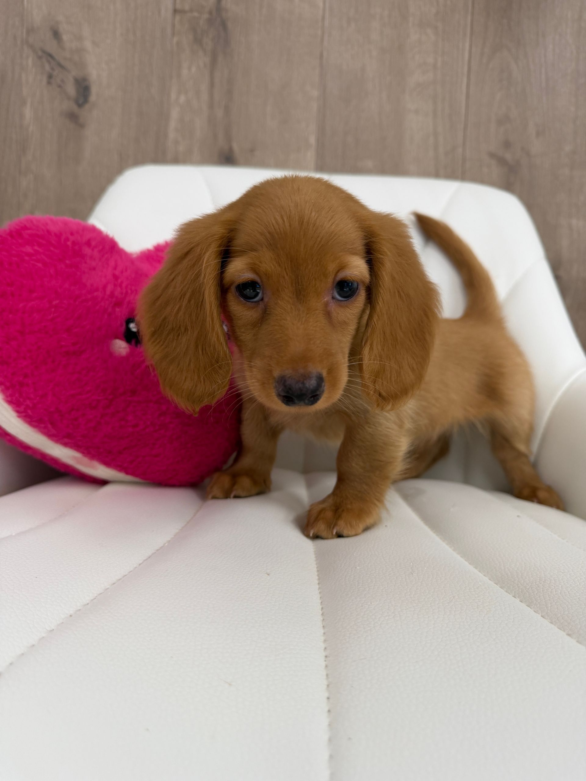 Miniature Dachshund Puppy