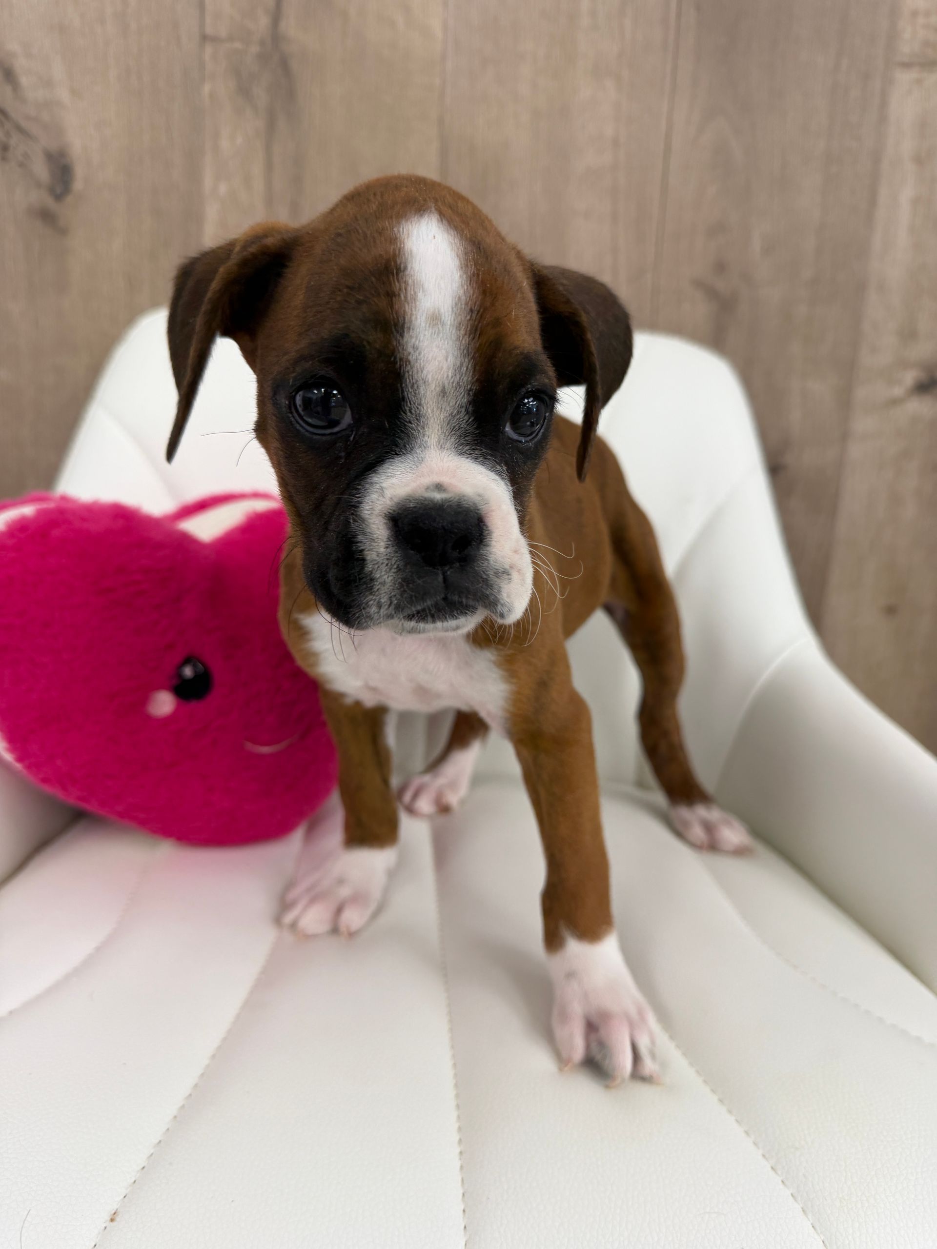A boxer puppy is laying on a blanket on a couch.