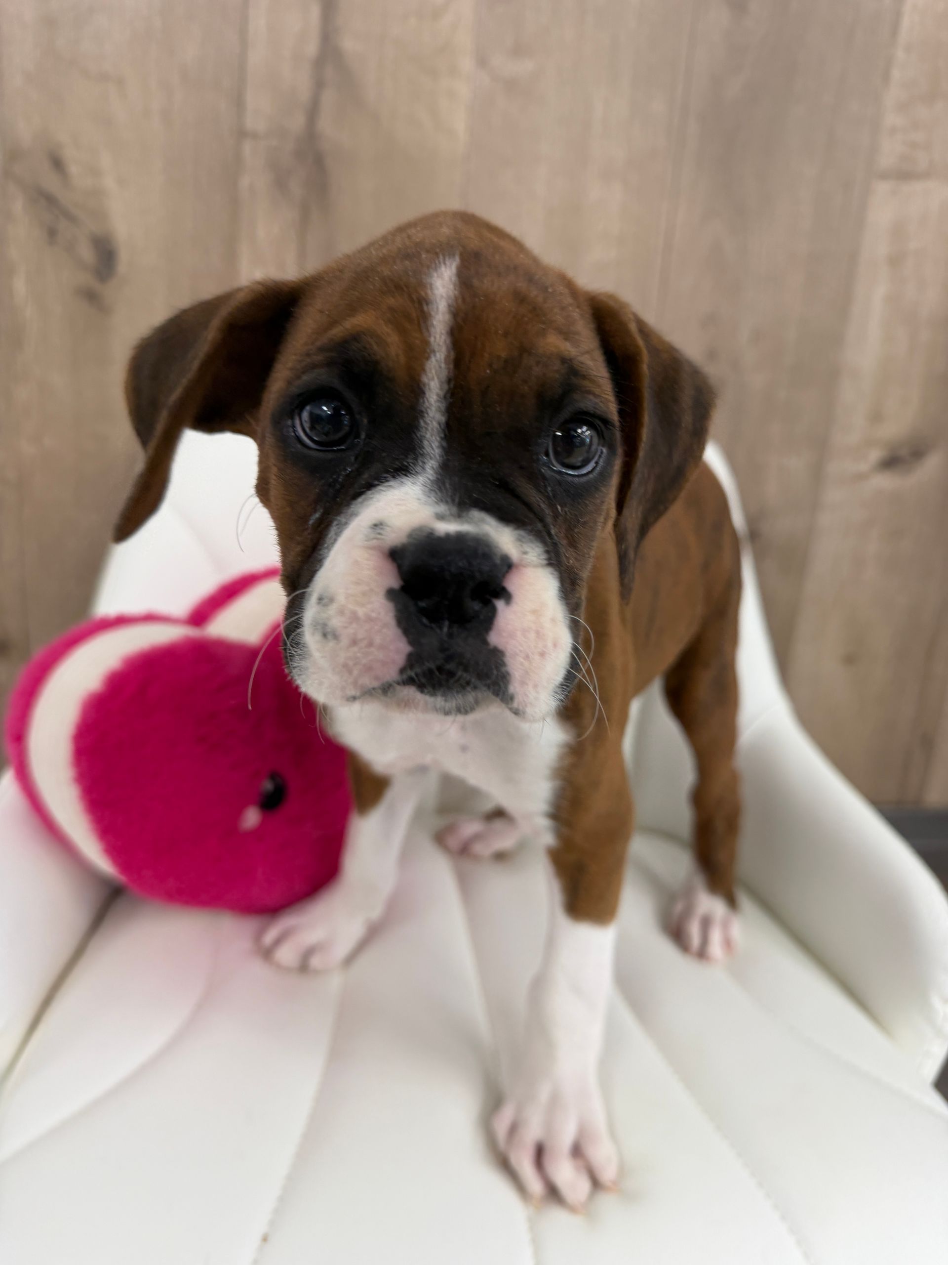 A brown and white boxer puppy is standing on a blanket and looking at the camera.