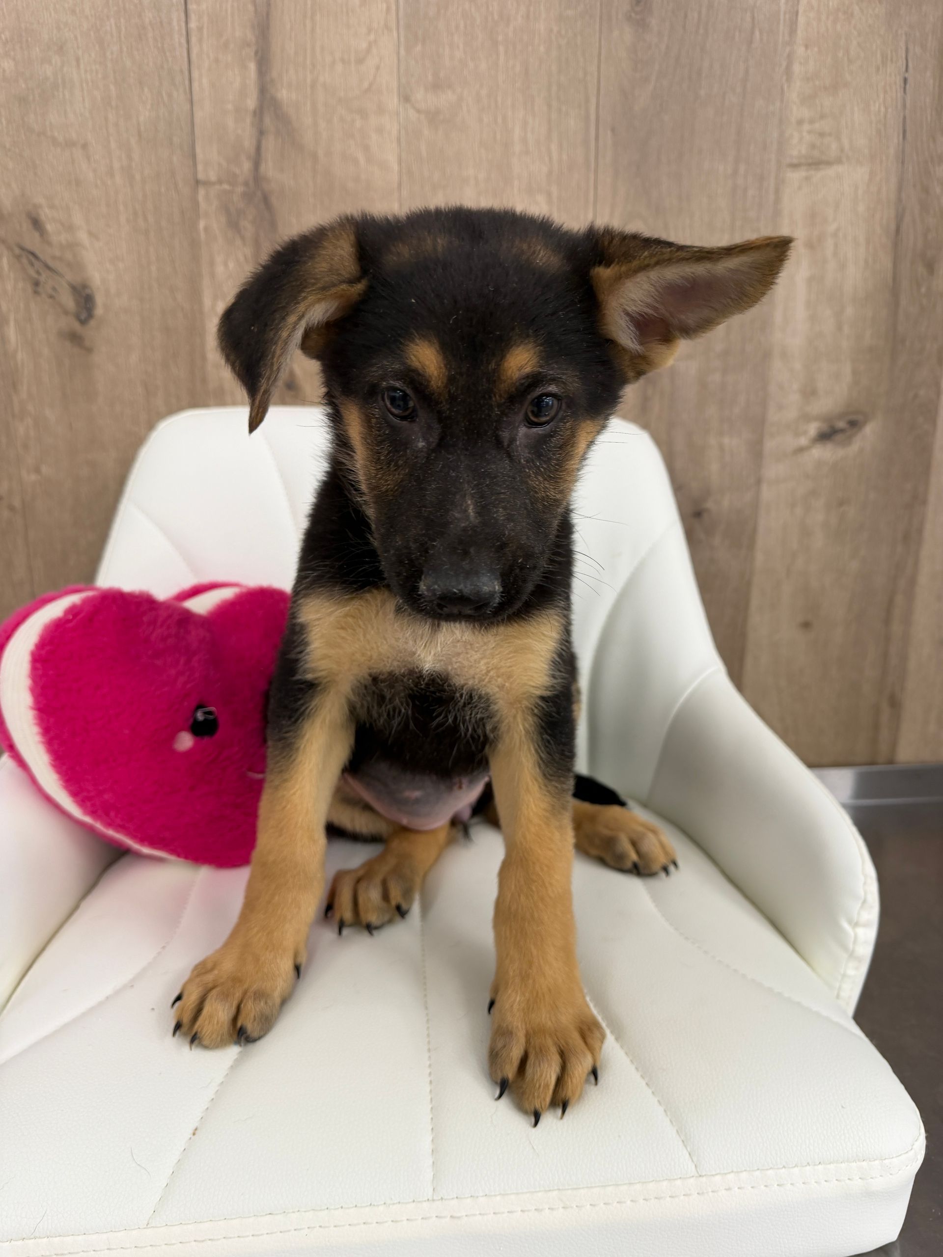 German Shepard Puppy