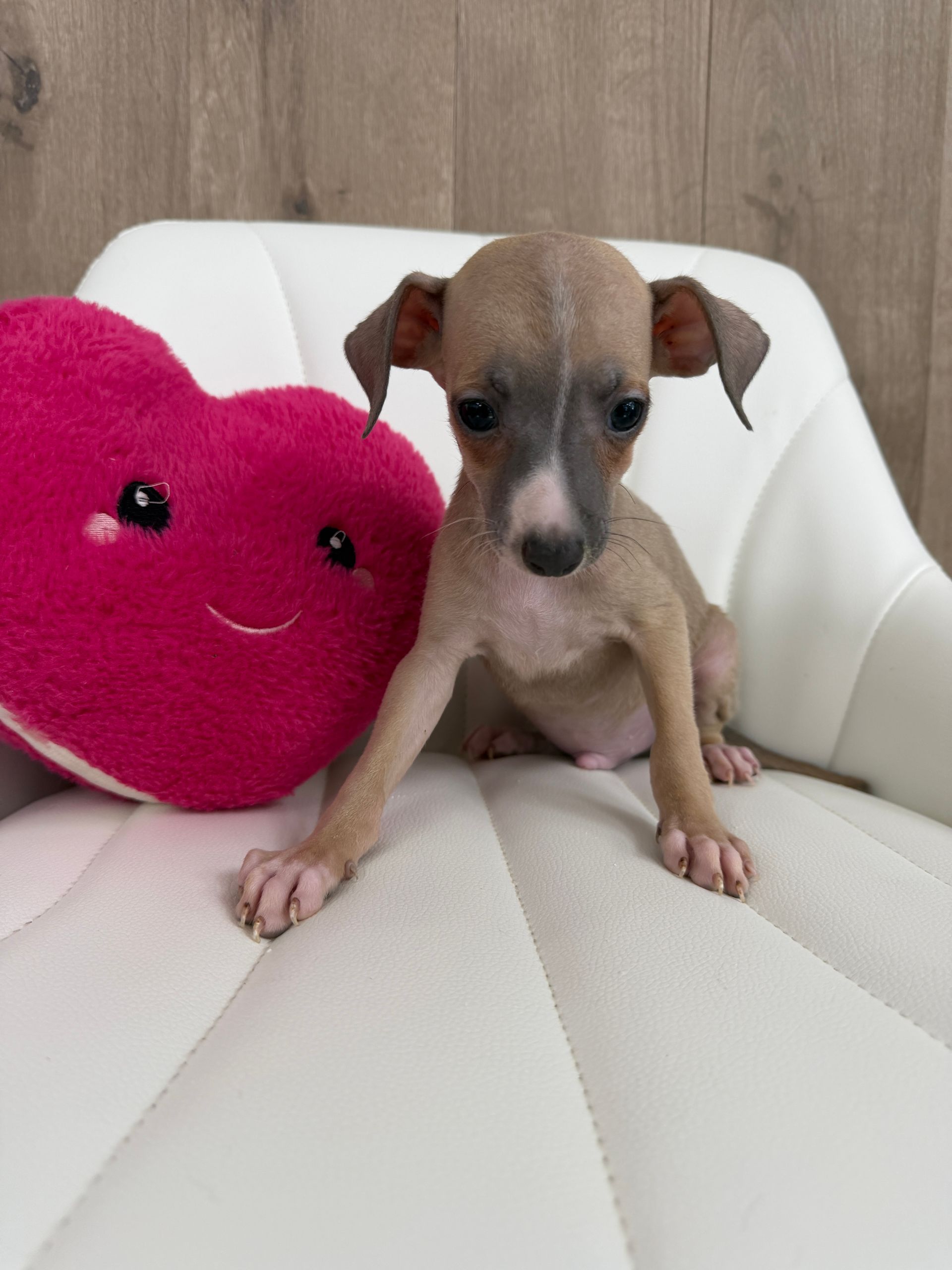 Italian Greyhound Puppies