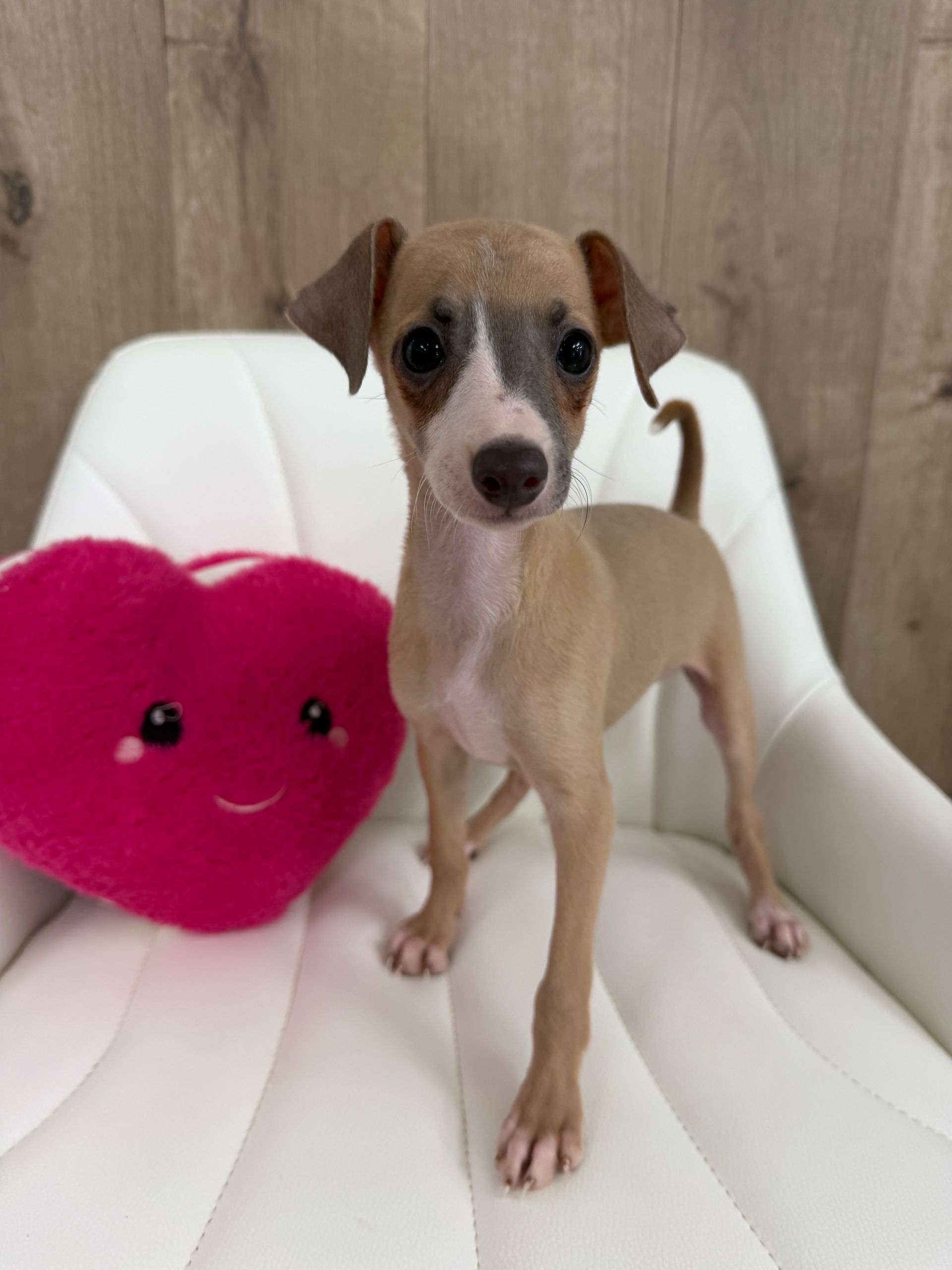 Italian Greyhound Puppies