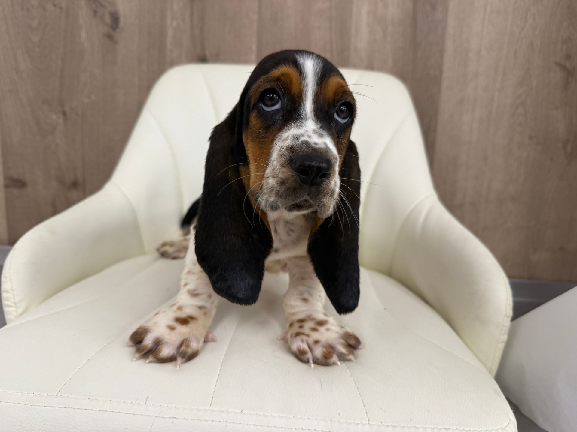 Basset Hound Puppy