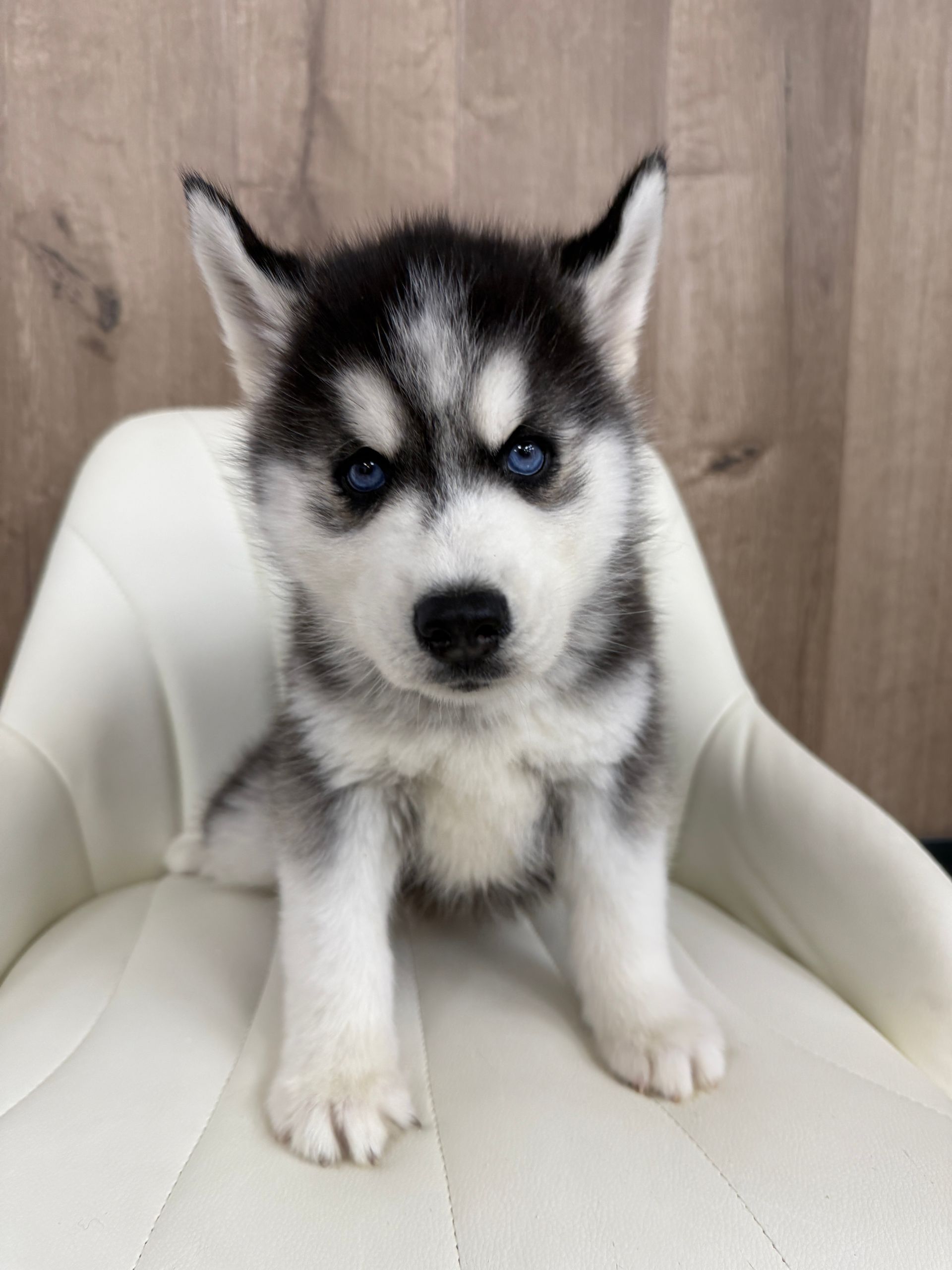 Siberian Husky Puppy