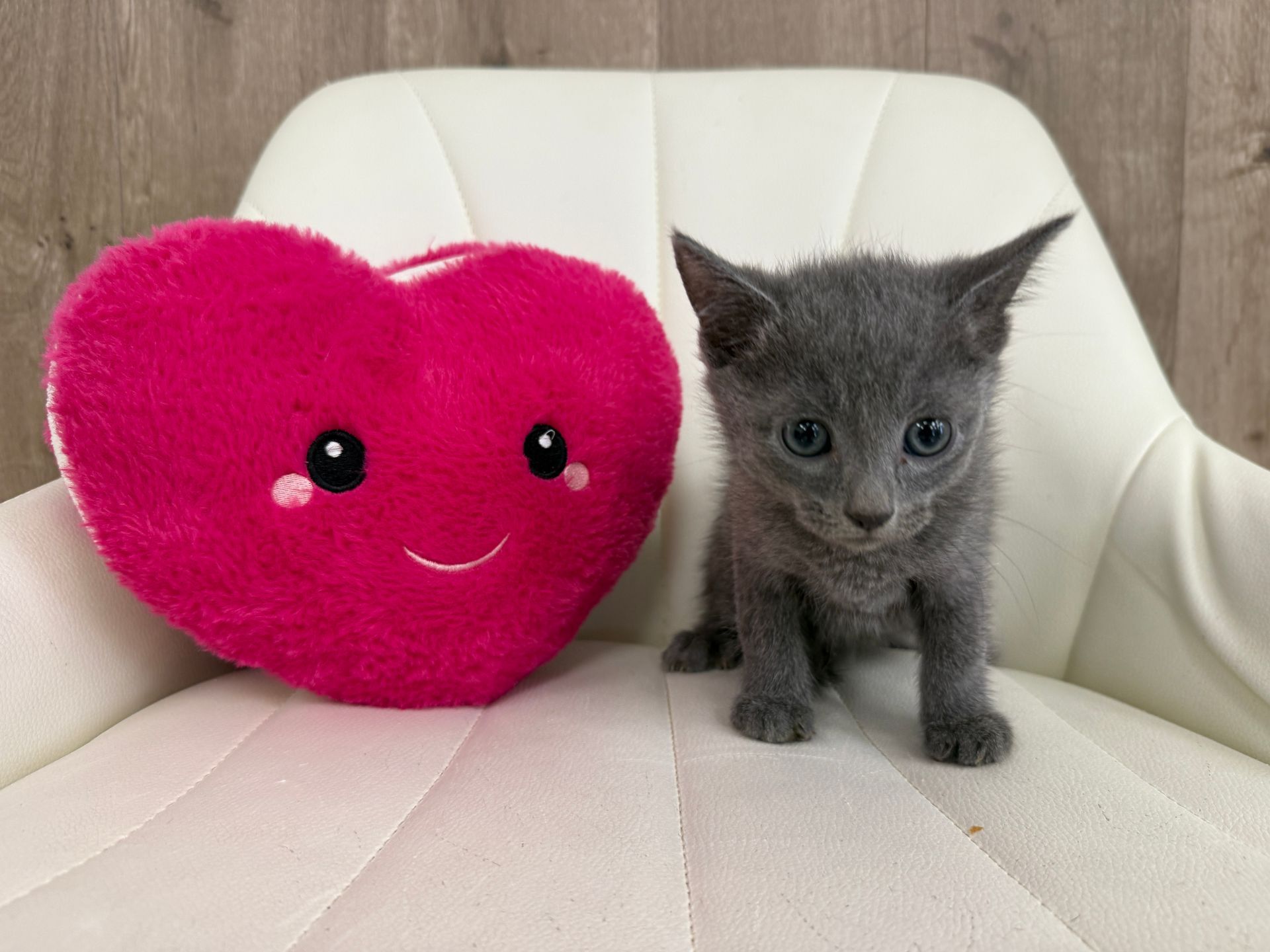 Russian Blue Kitten