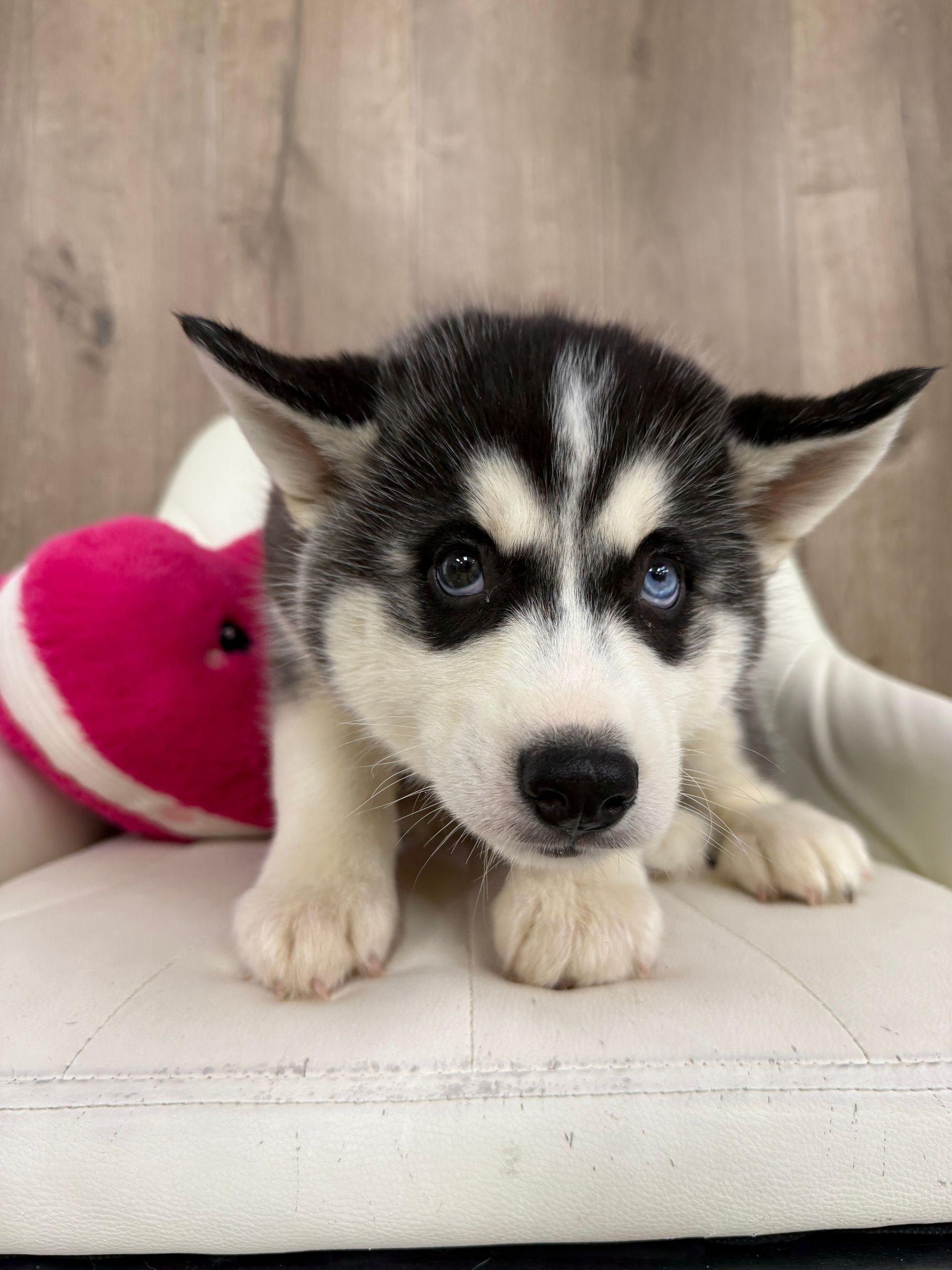 Siberian Husky Puppy