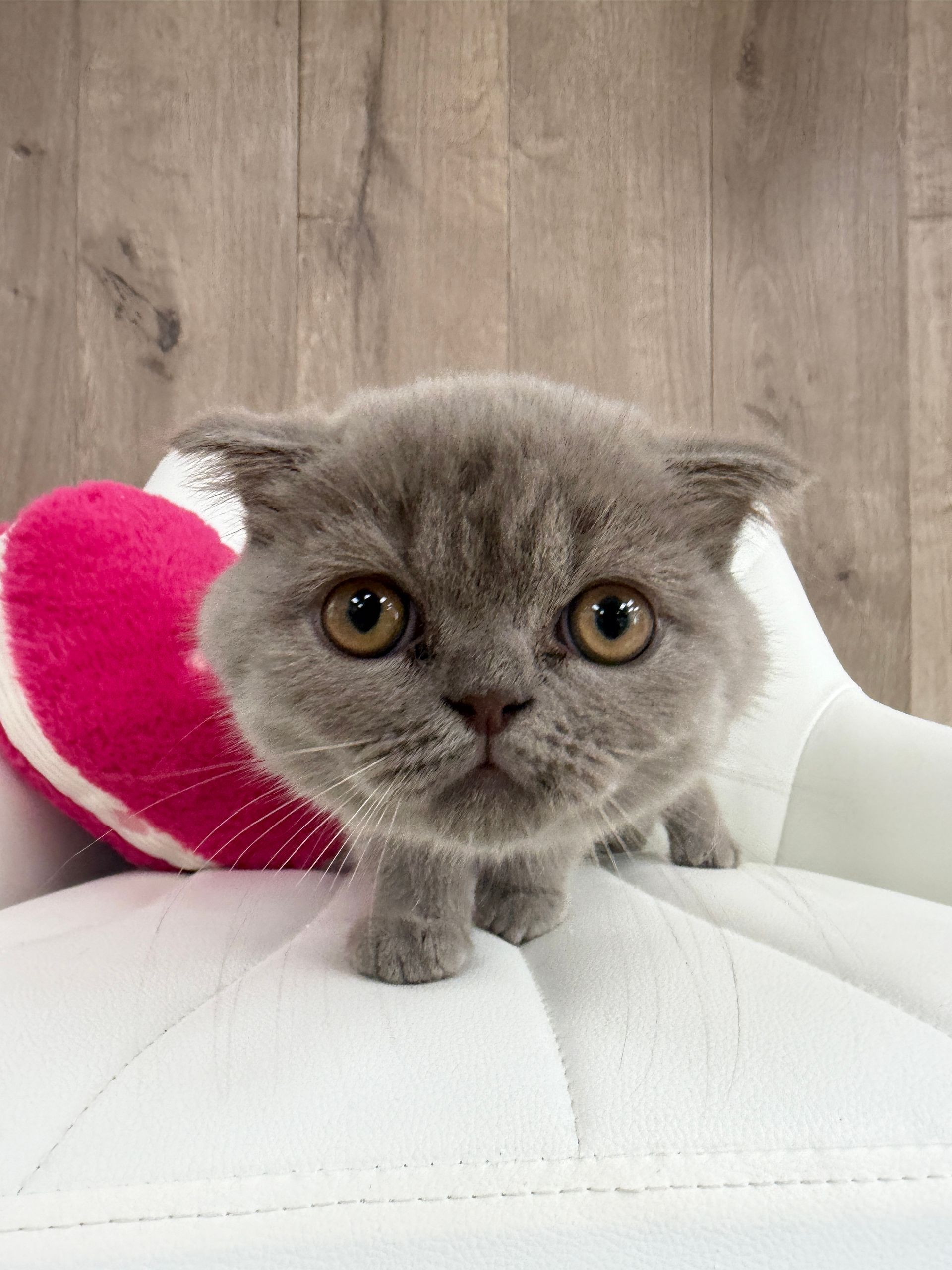Scottish Fold Kitten