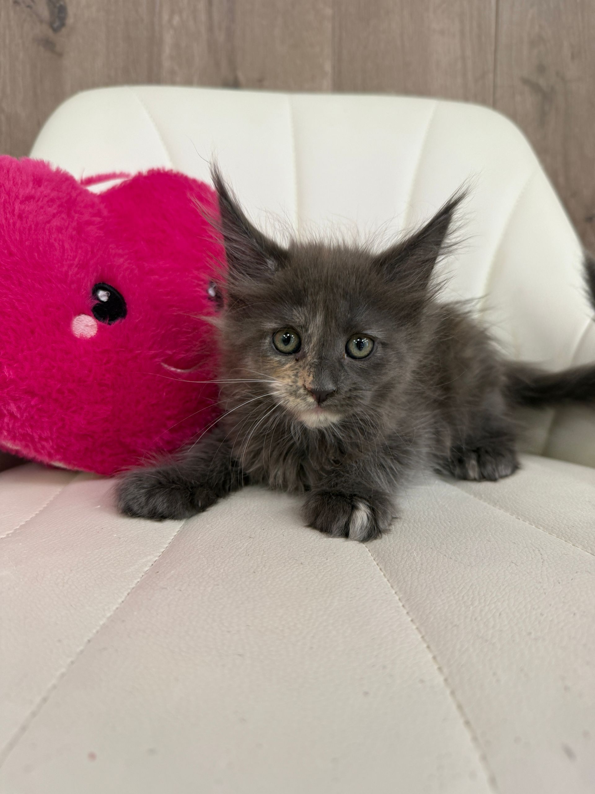 maine coon