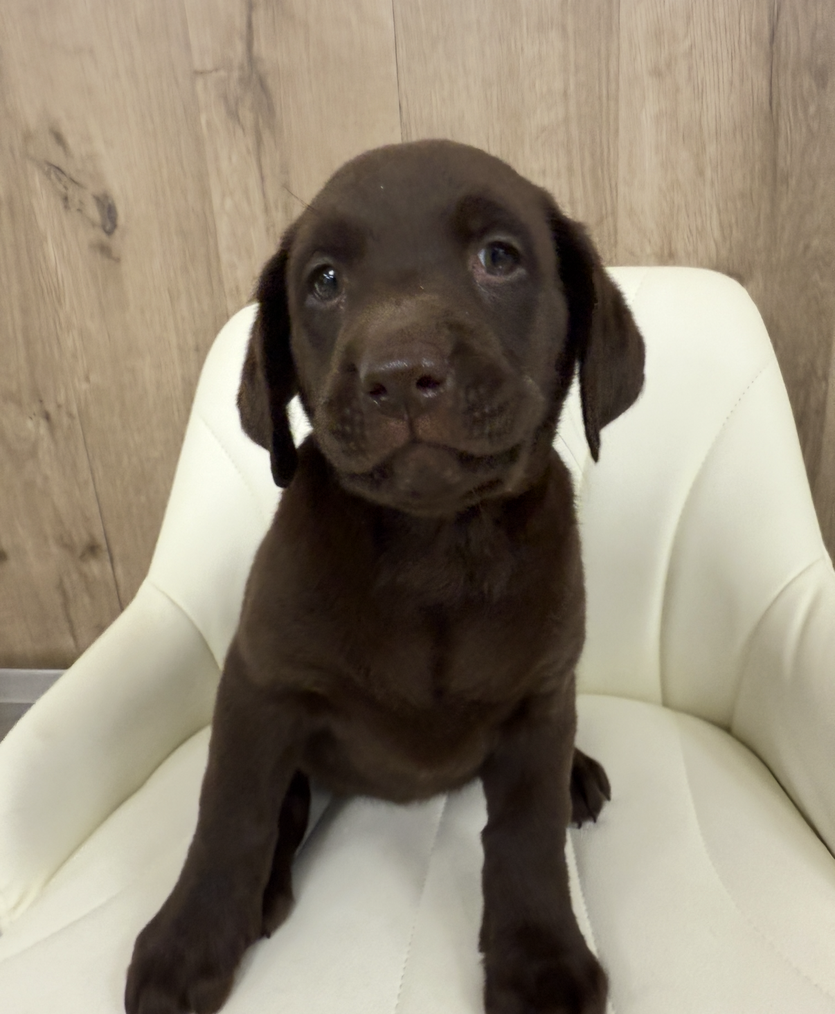 Labrador Retriever Puppy