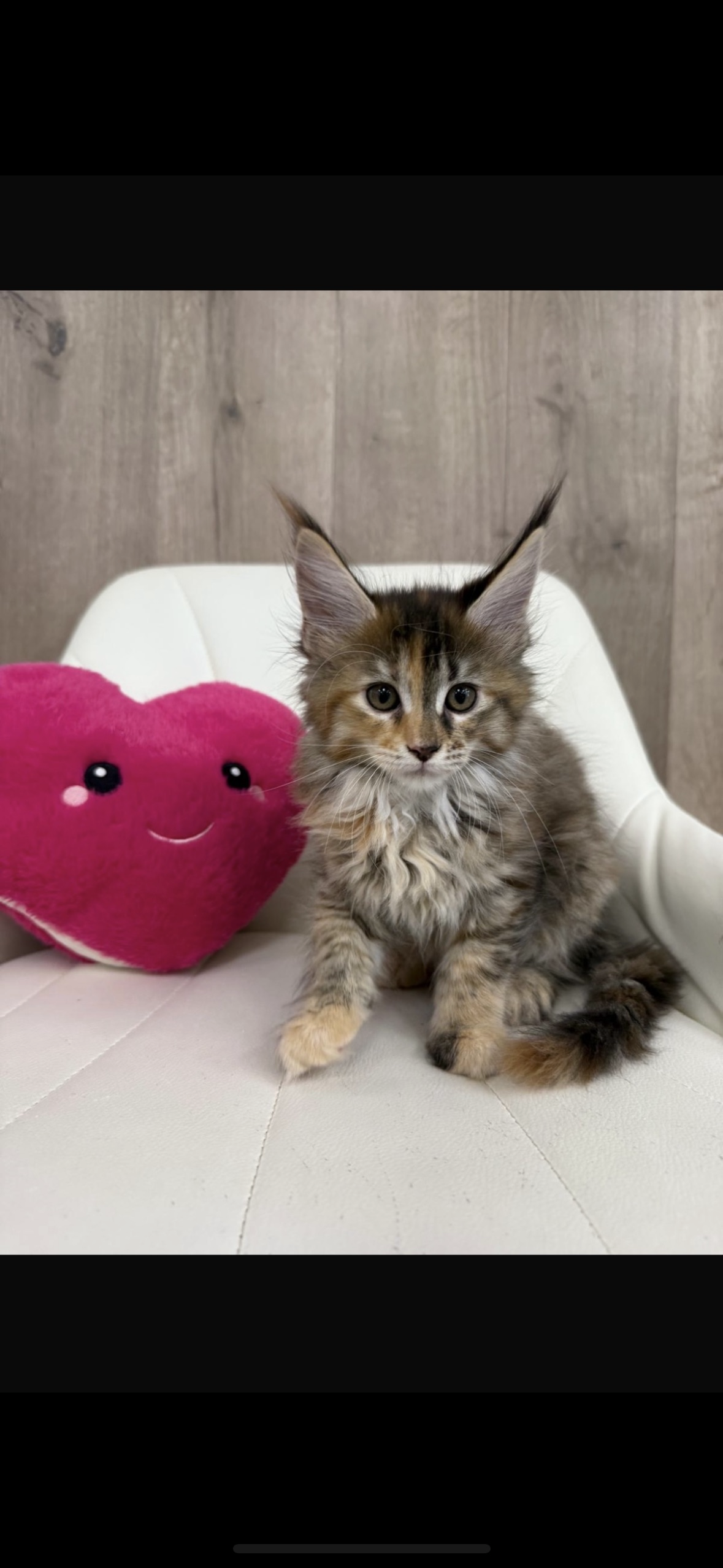 maine coon