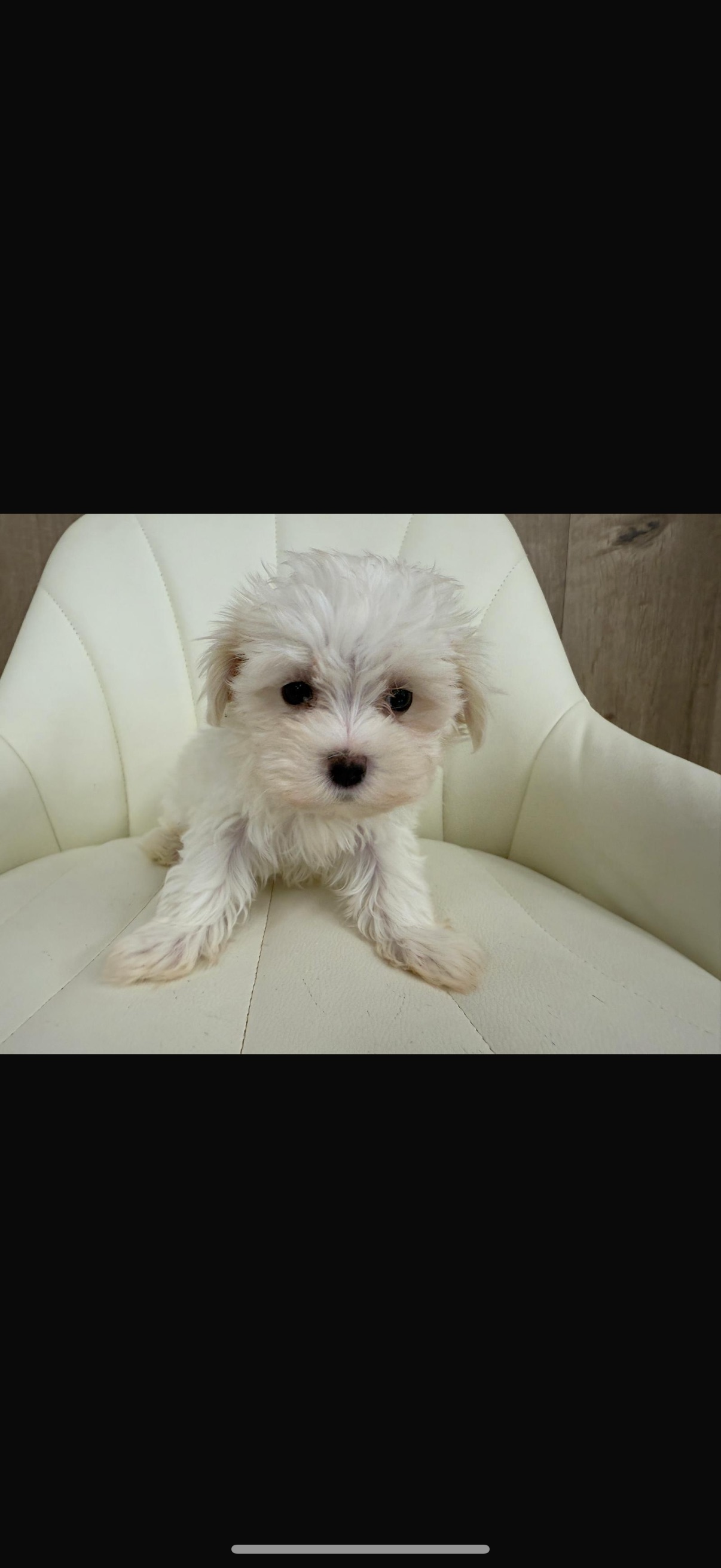Maltese Puppy