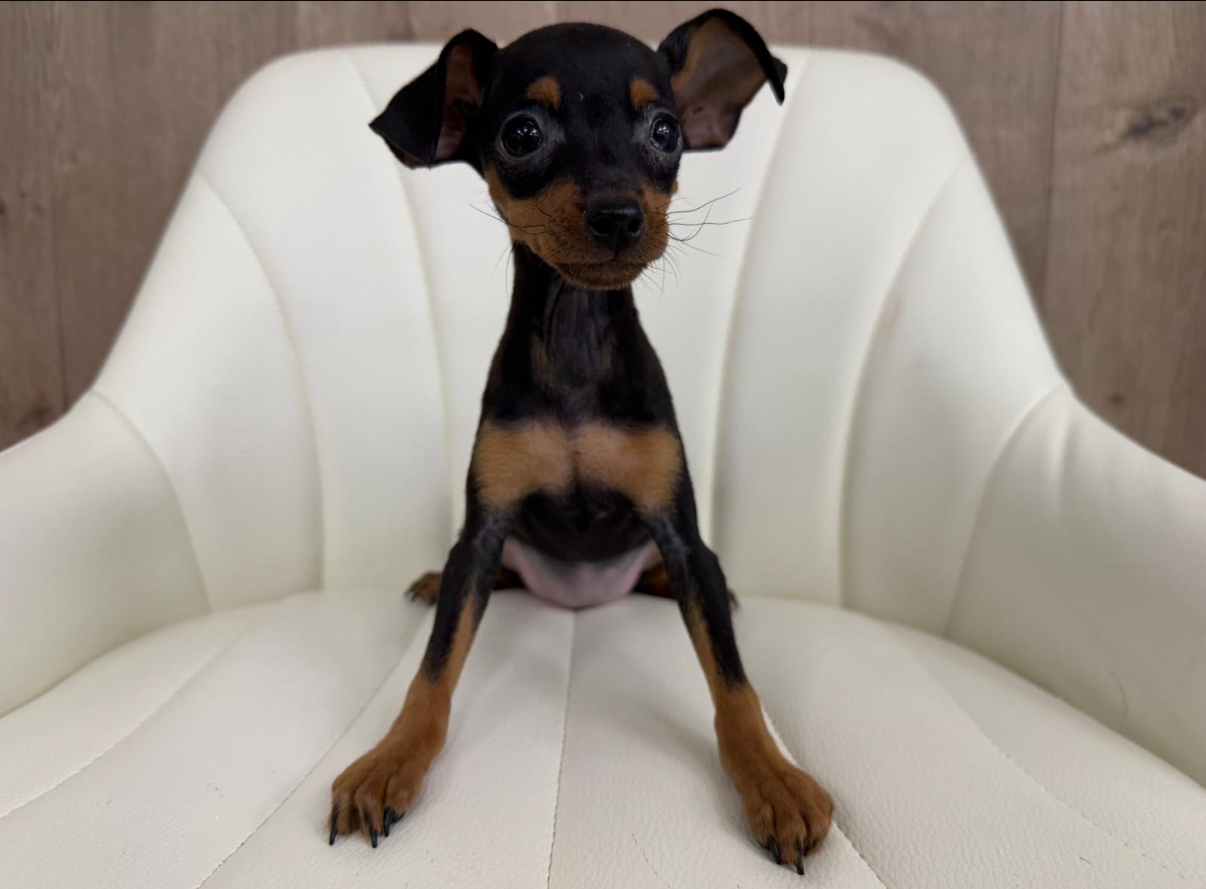 Miniature Pinscher Puppy